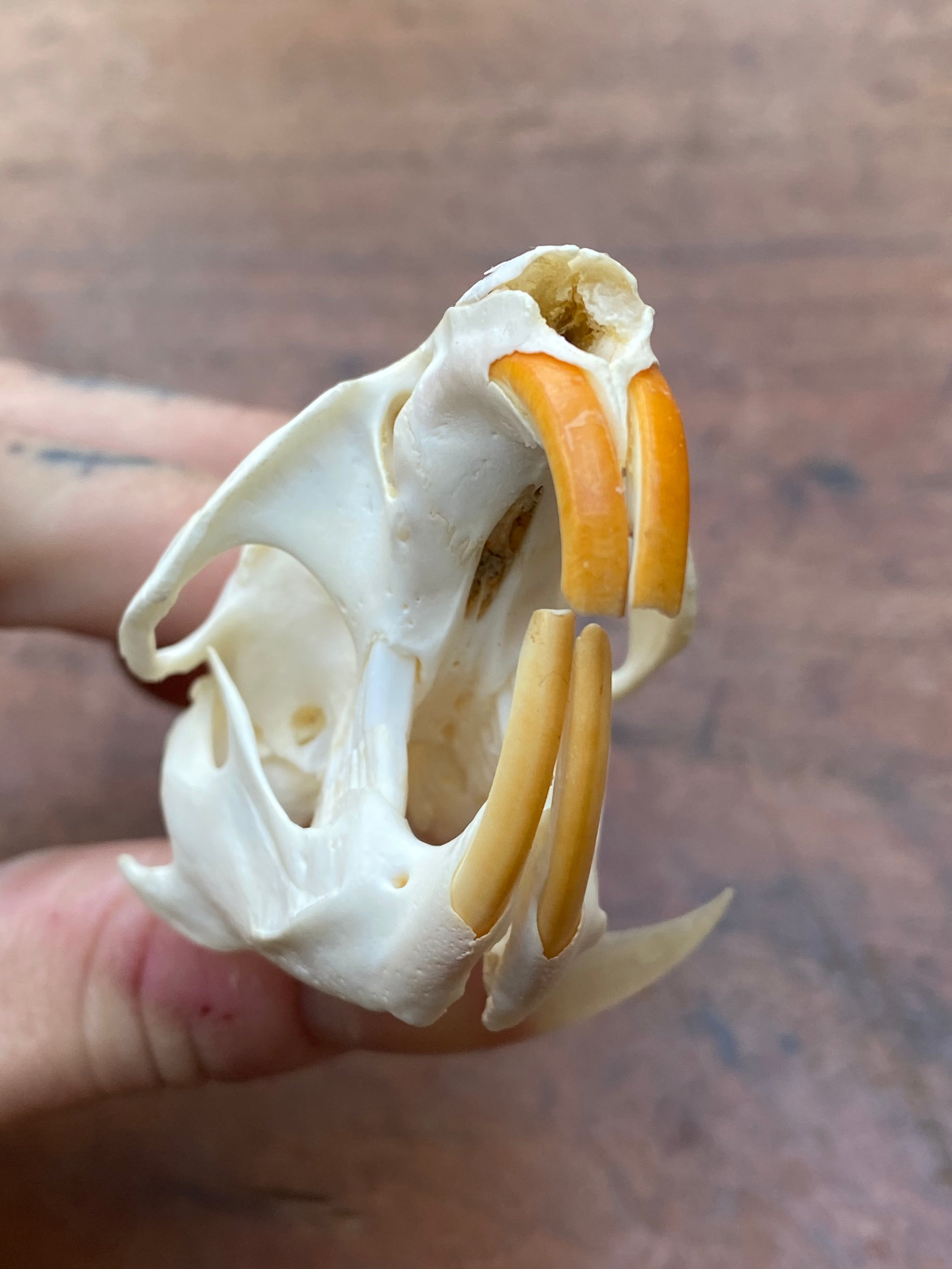 Beaver Rat Skull