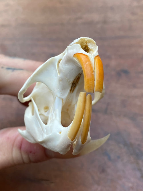 Beaver Rat Skull