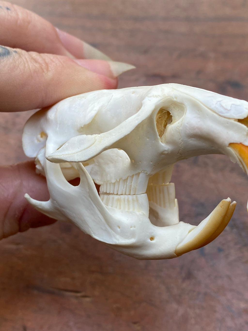 Beaver Rat Skull