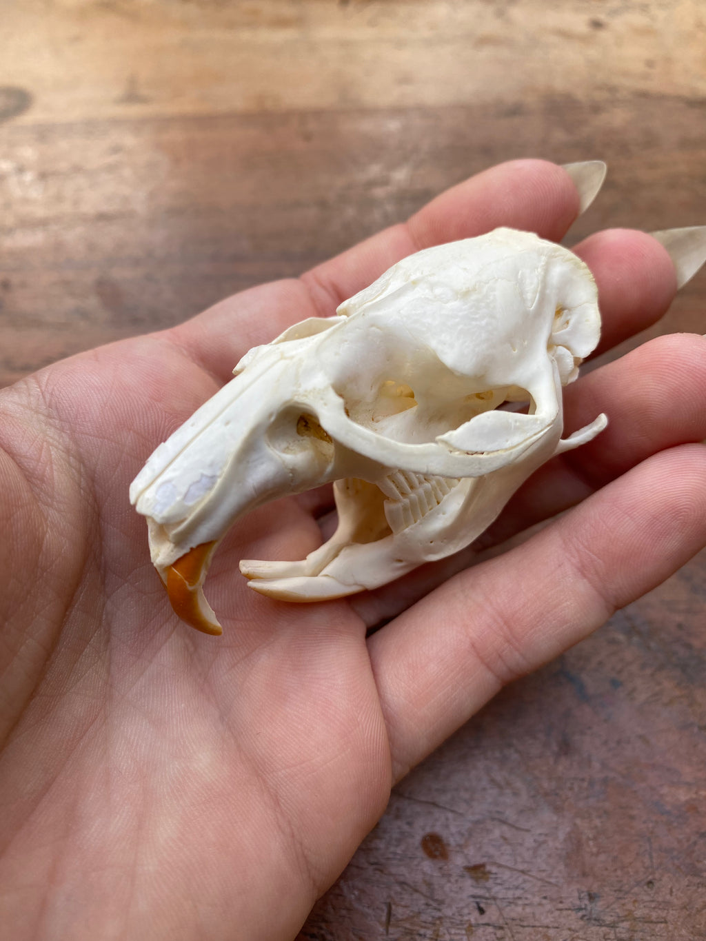 Beaver Rat Skull