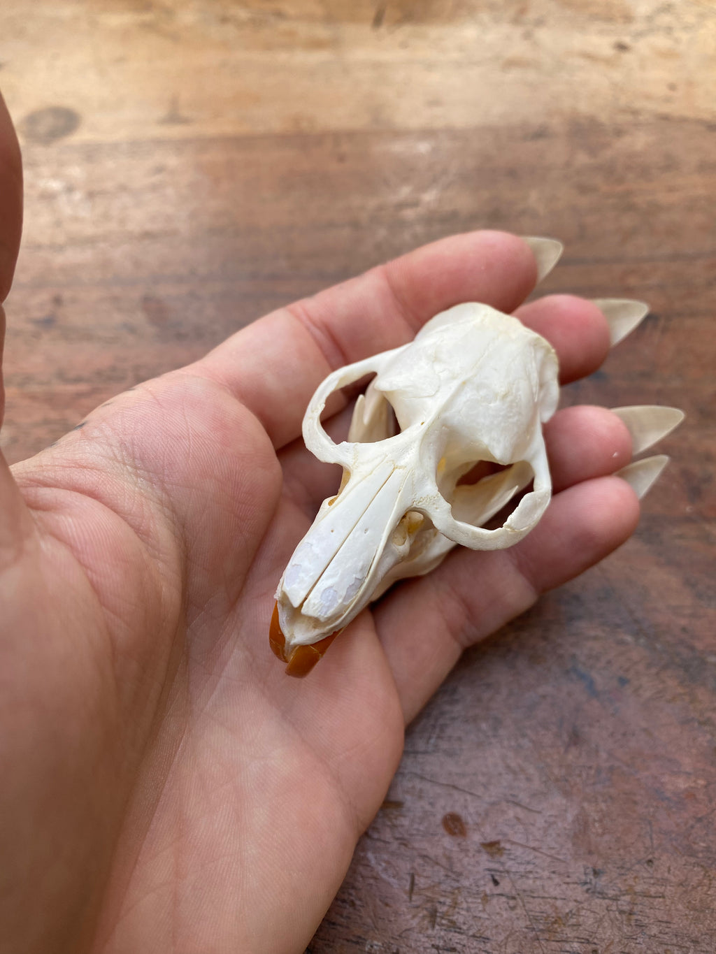 Beaver Rat Skull