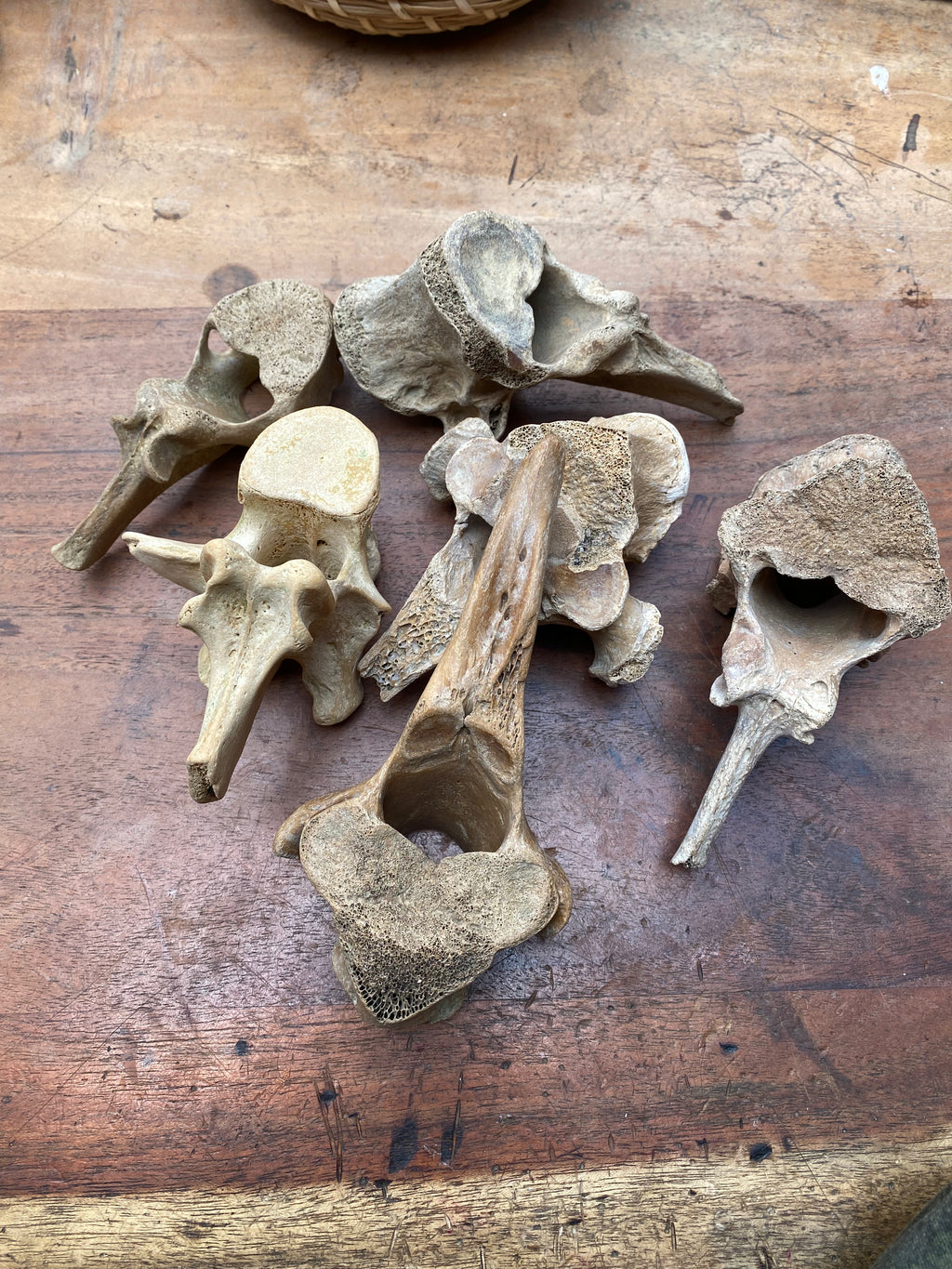 Large Fossilised Mudlarked Animal Vertebrae Bones