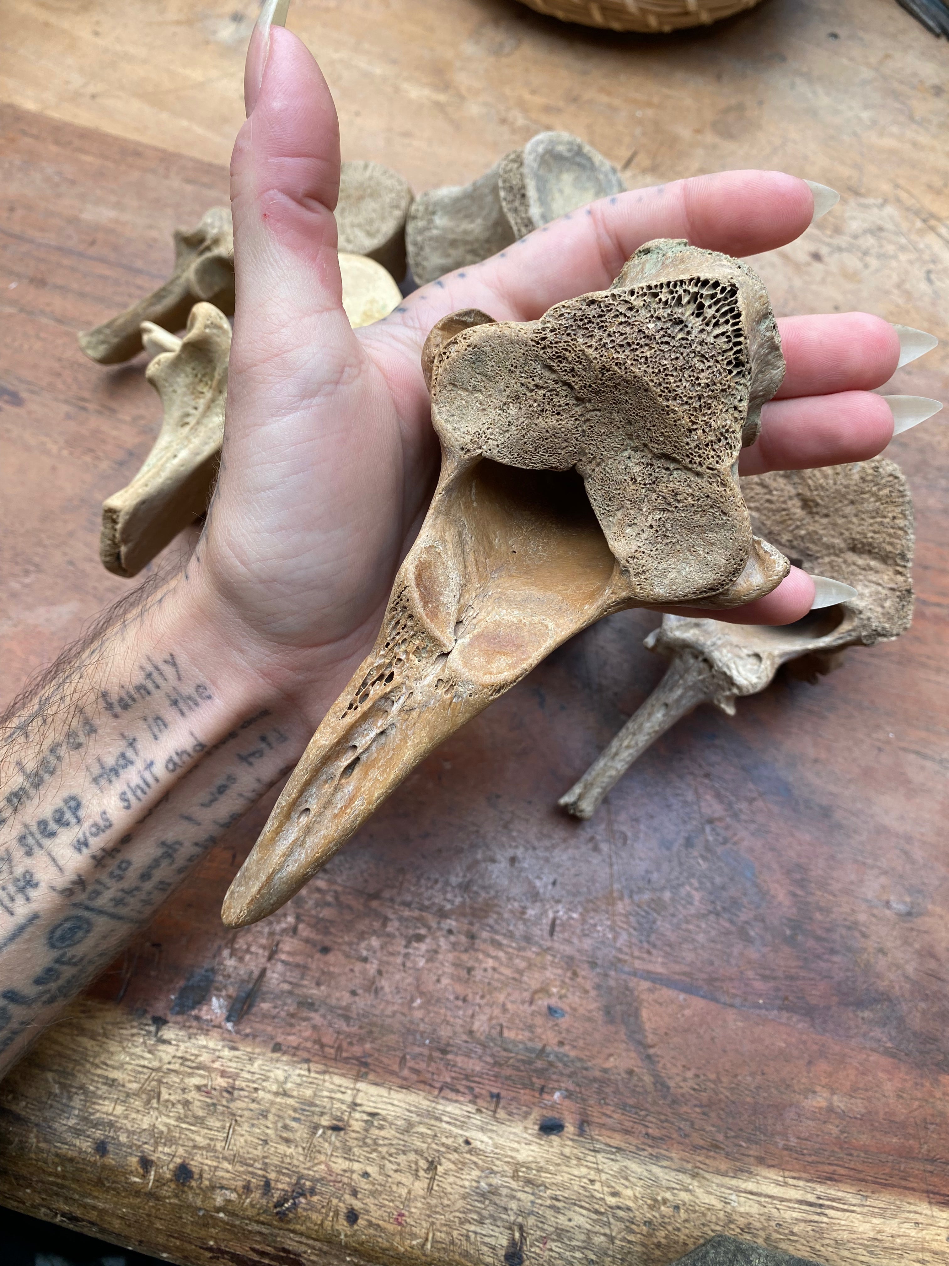 Large Fossilised Mudlarked Animal Vertebrae Bones