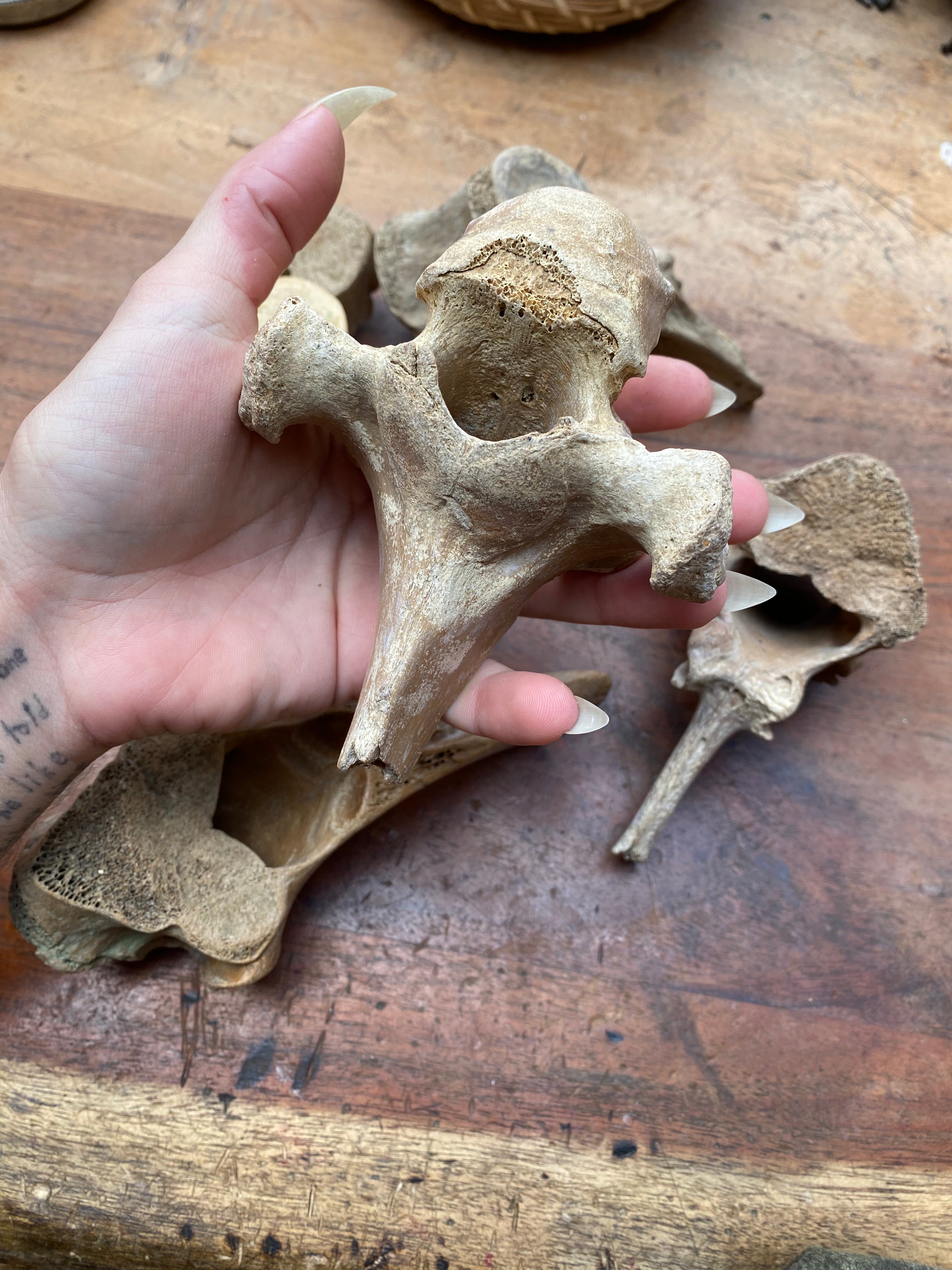 Large Fossilised Mudlarked Animal Vertebrae Bones