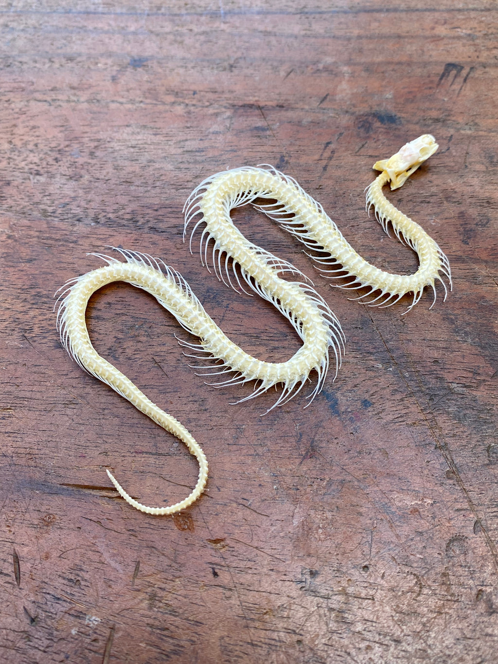 Small Complete Snake Skeleton