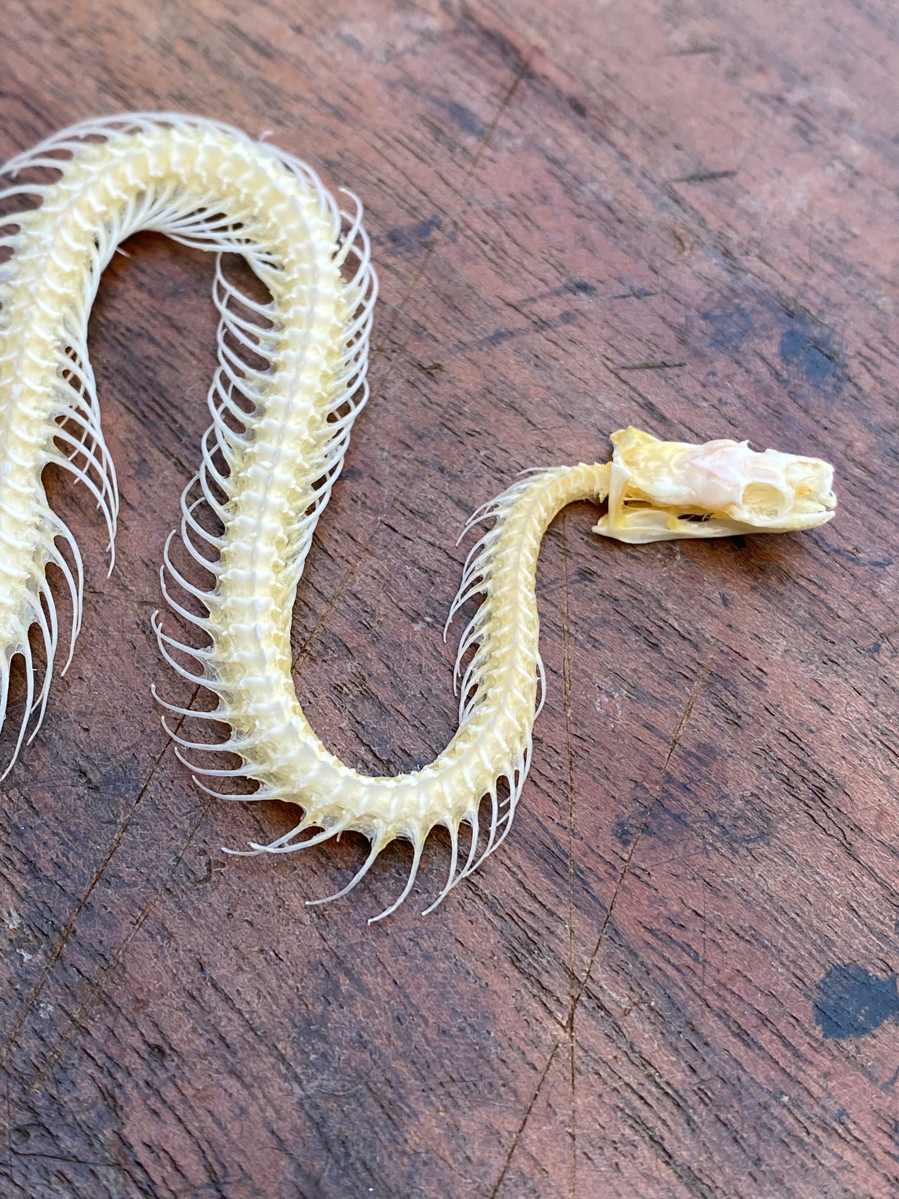 Small Complete Snake Skeleton