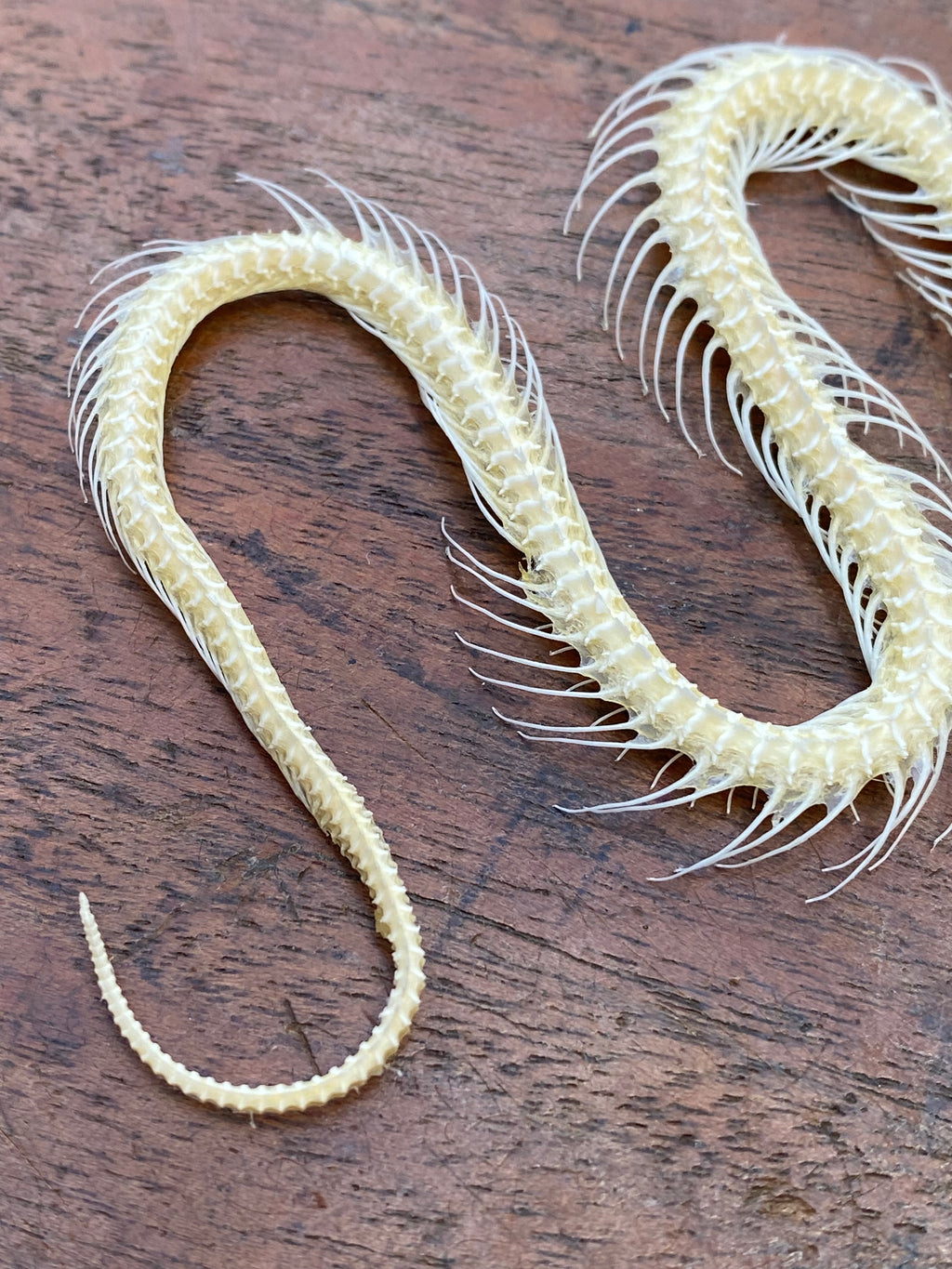 Small Complete Snake Skeleton