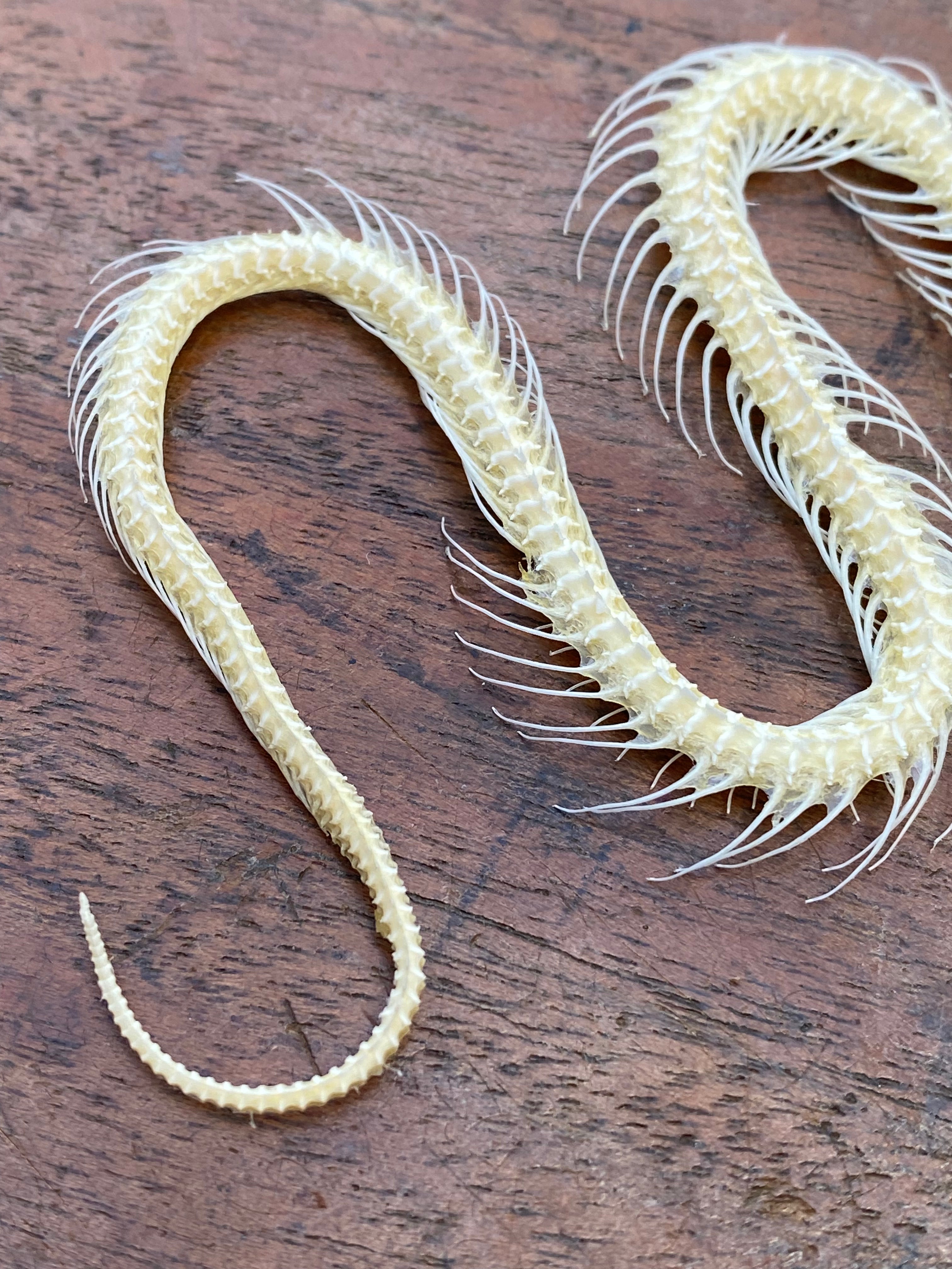 Small Complete Snake Skeleton
