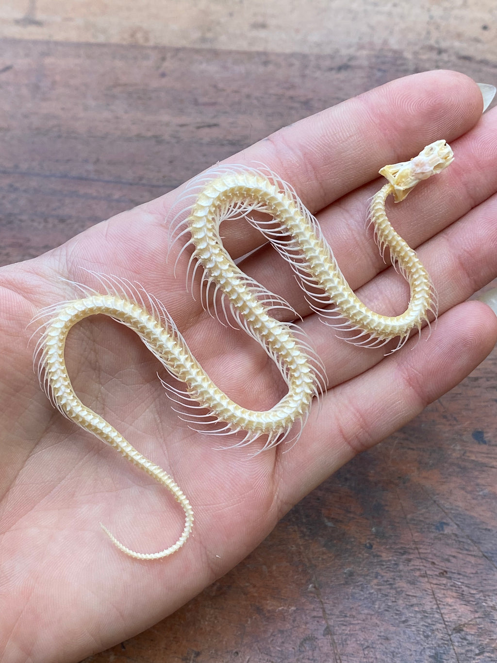 Small Complete Snake Skeleton