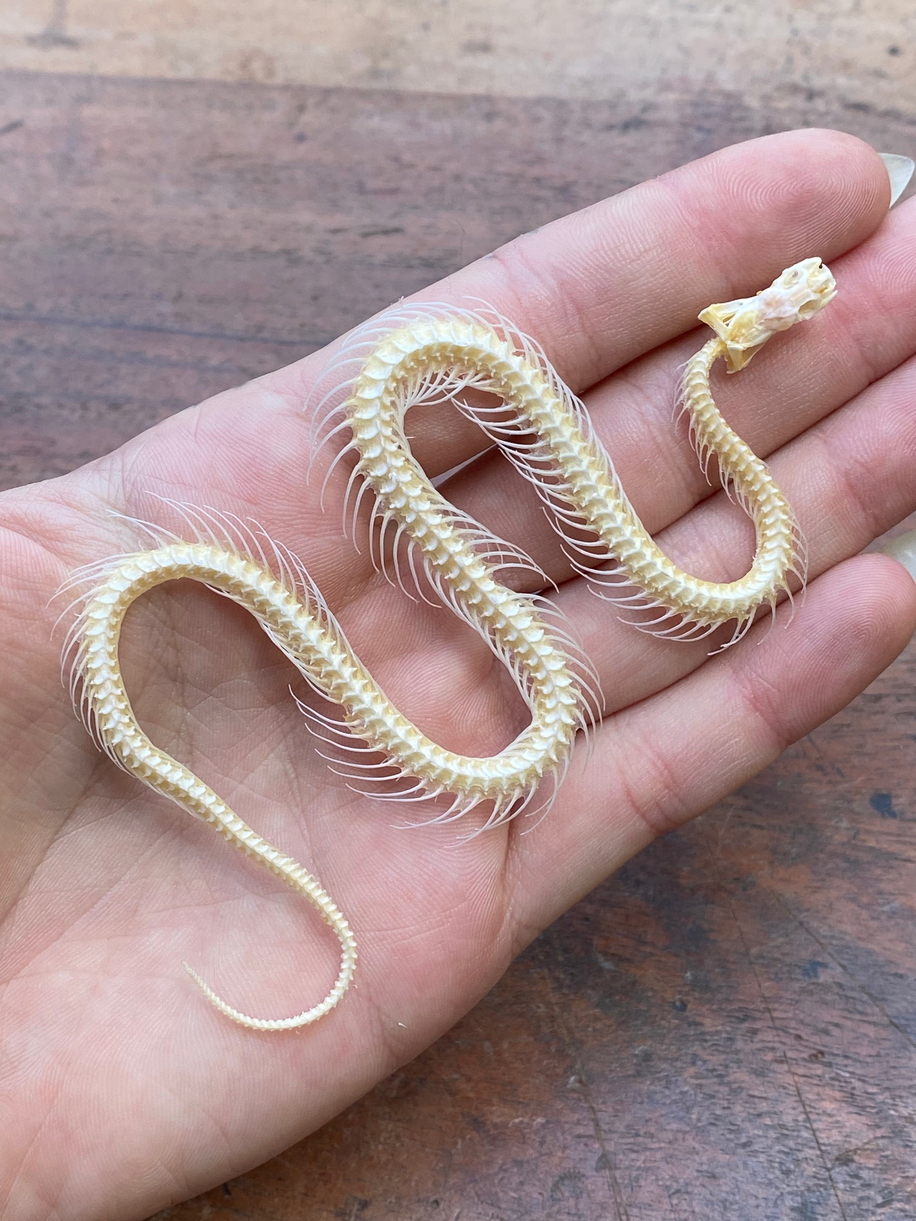Small Complete Snake Skeleton