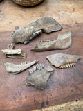 Large Fossilised Mudlarked Jawbone Fragments