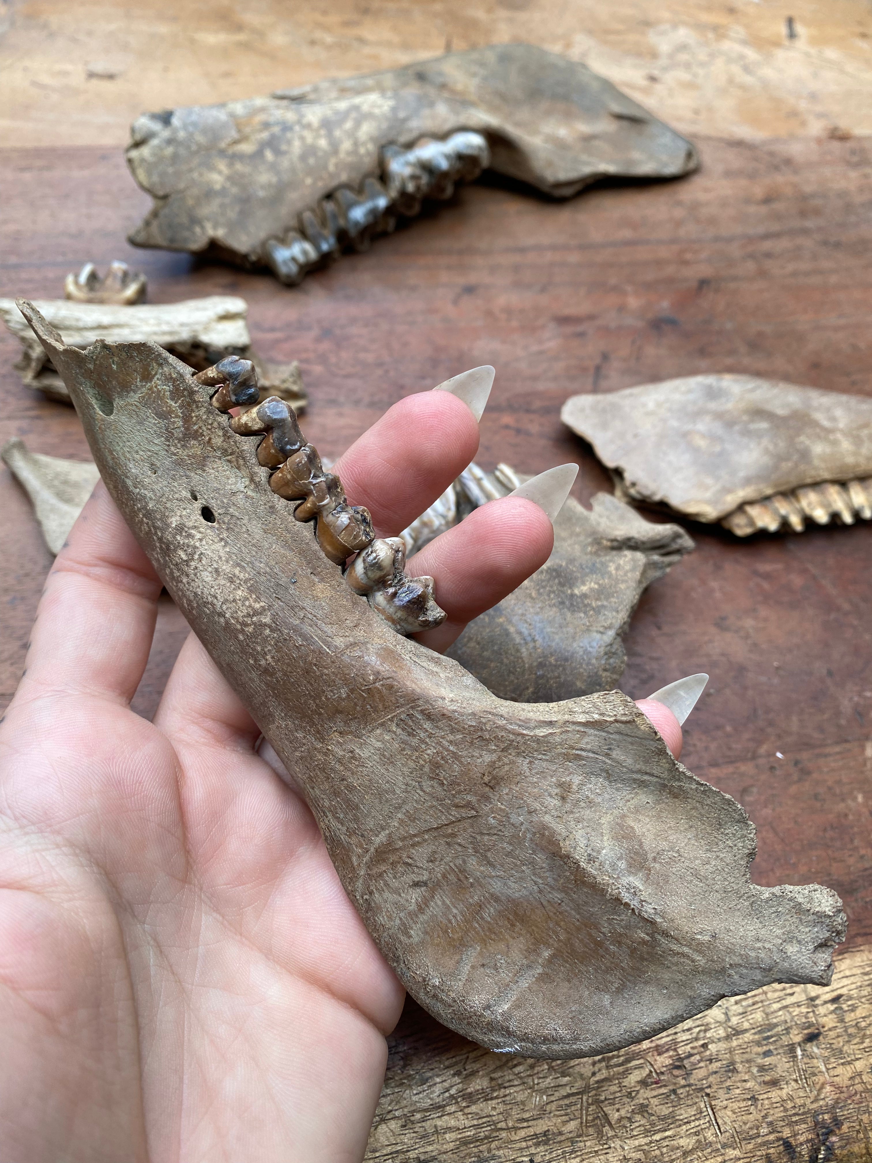 Large Fossilised Mudlarked Jawbone Fragments