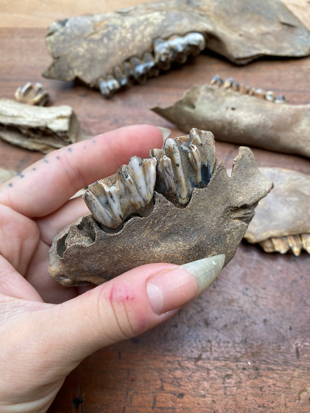 Large Fossilised Mudlarked Jawbone Fragments
