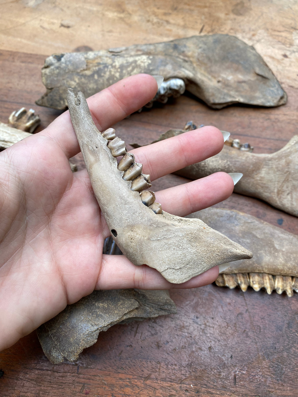 Large Fossilised Mudlarked Jawbone Fragments