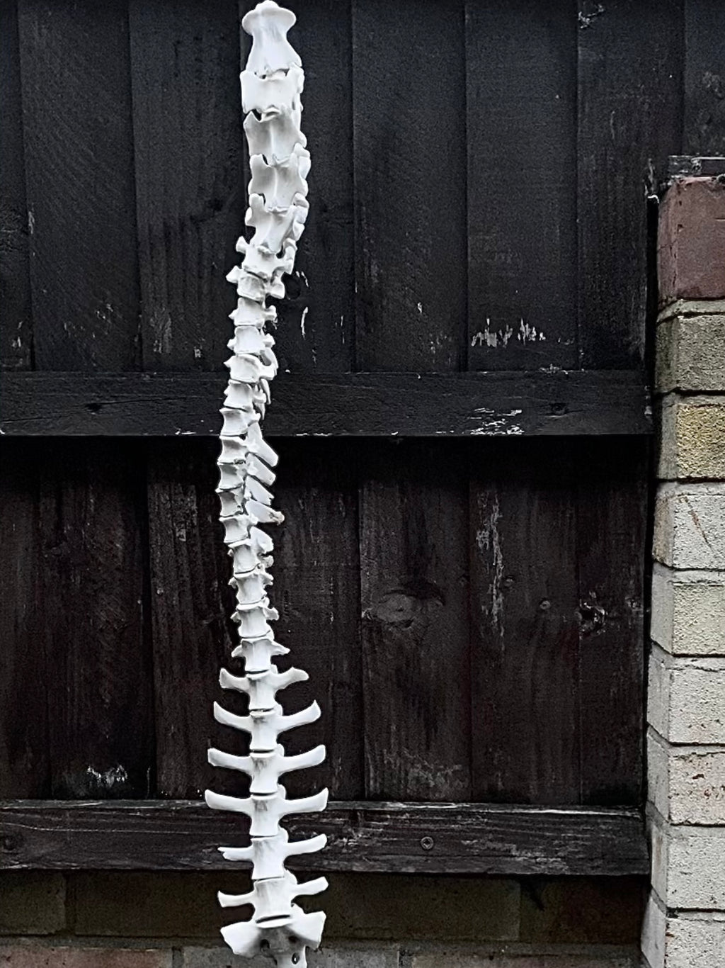 Complete Sheep Spine on a Wire