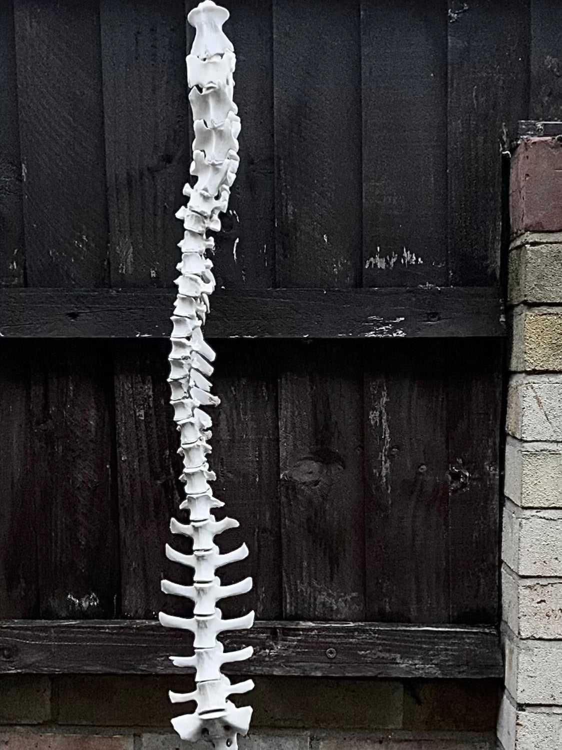Complete Sheep Spine on a Wire