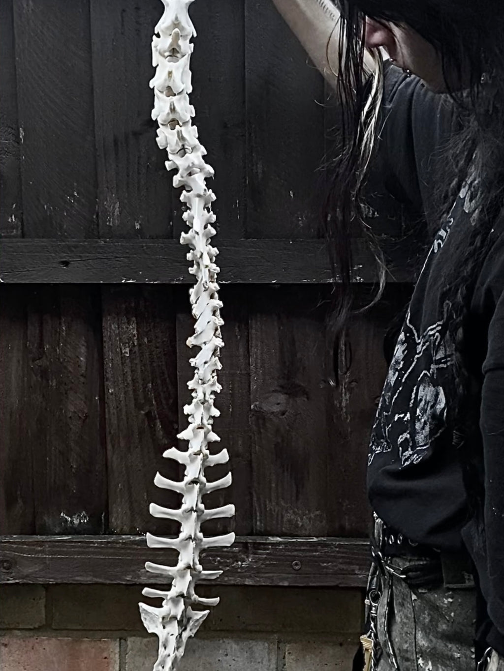 Complete Sheep Spine on a Wire