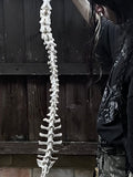 Complete Sheep Spine on a Wire