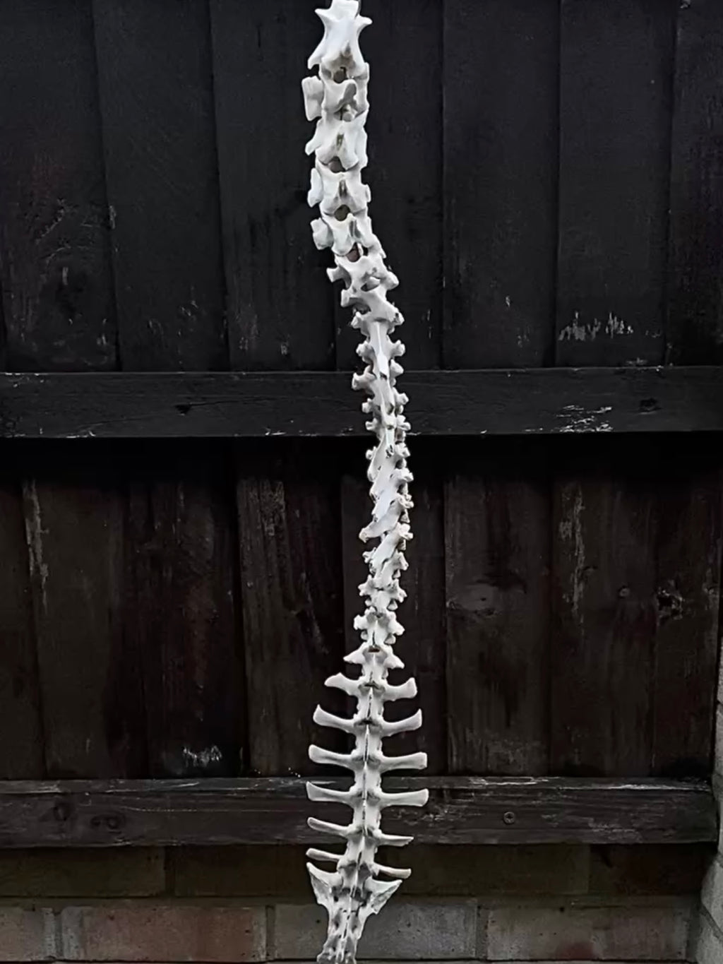 Complete Sheep Spine on a Wire