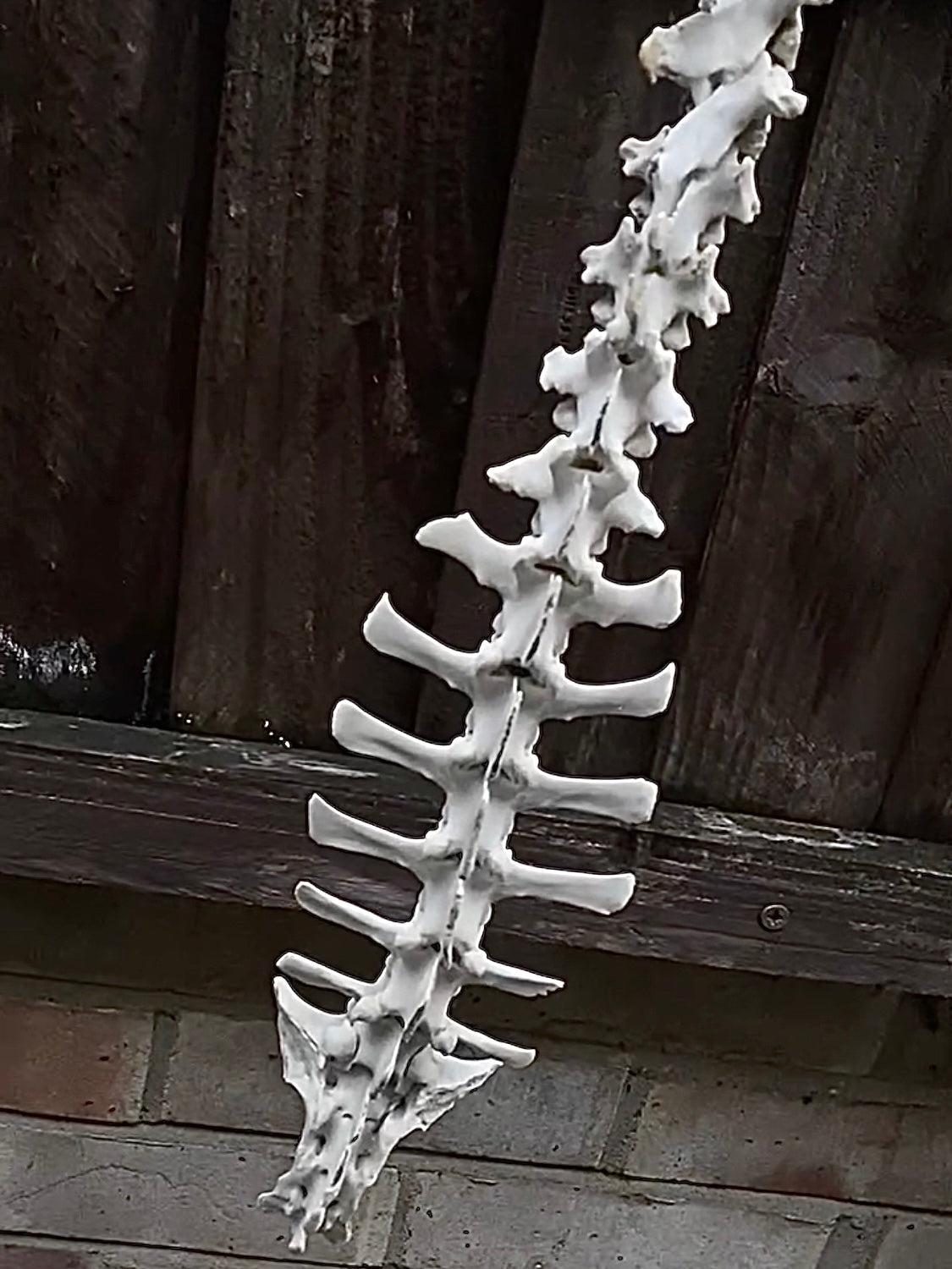 Complete Sheep Spine on a Wire