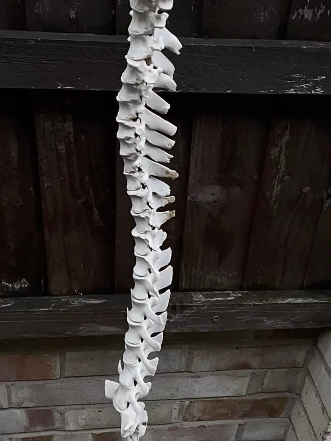 Complete Sheep Spine on a Wire