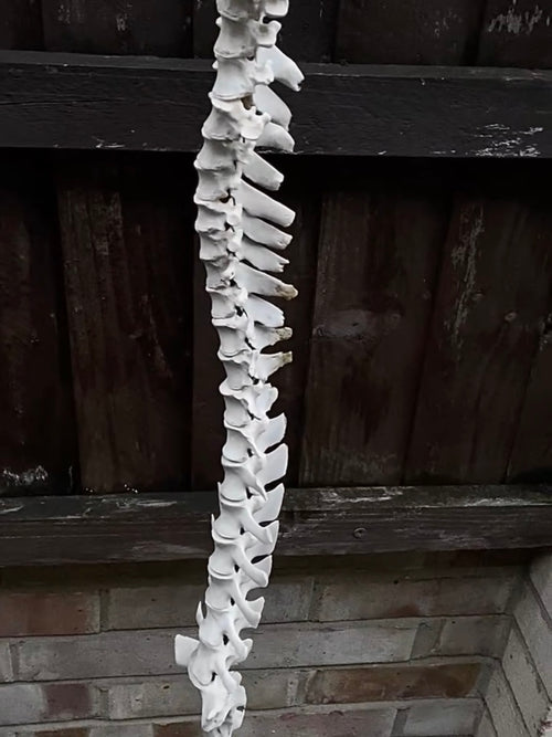 Complete Sheep Spine on a Wire
