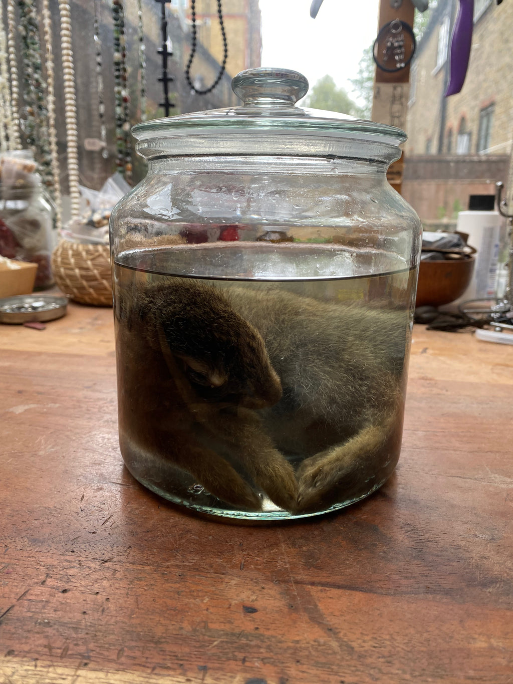 Rabbit Wet Specimen in Large Glass Jar