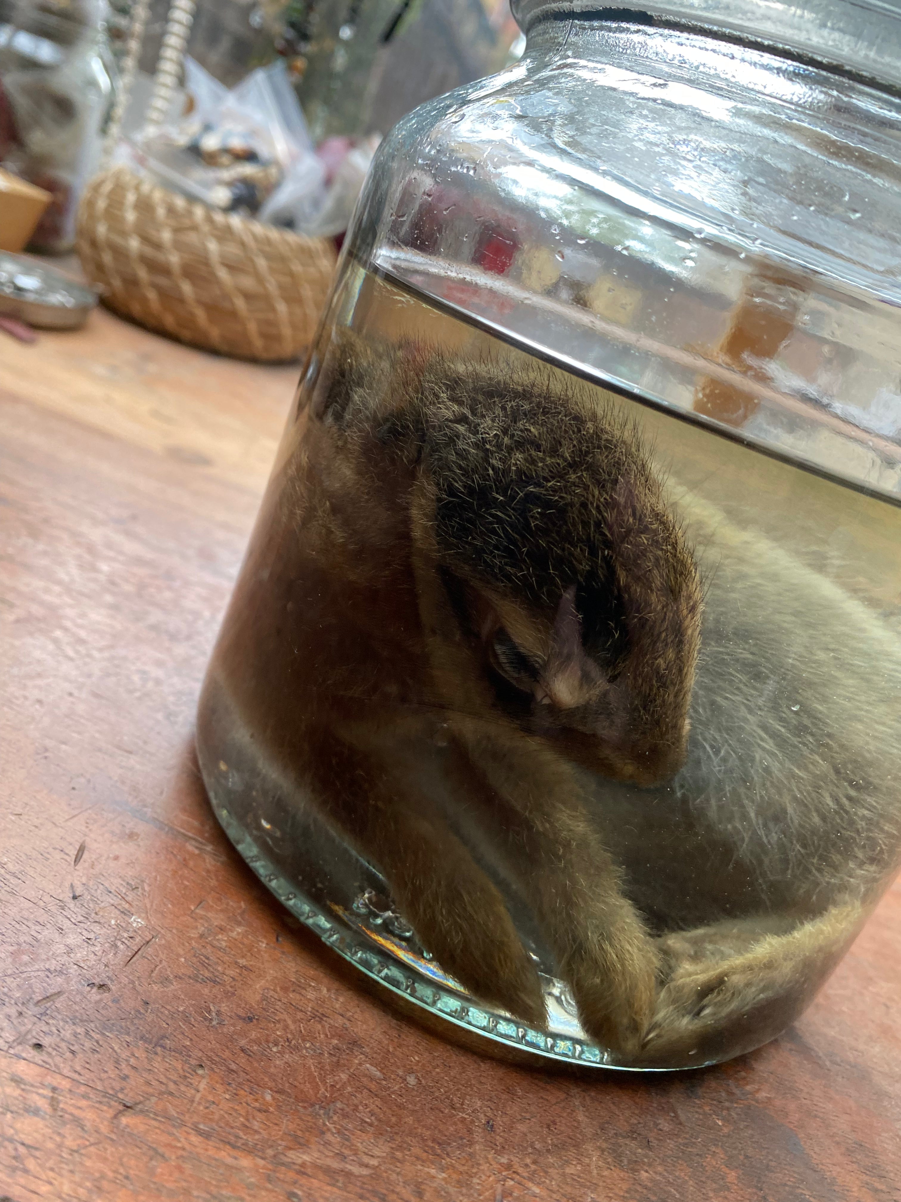 Rabbit Wet Specimen in Large Glass Jar