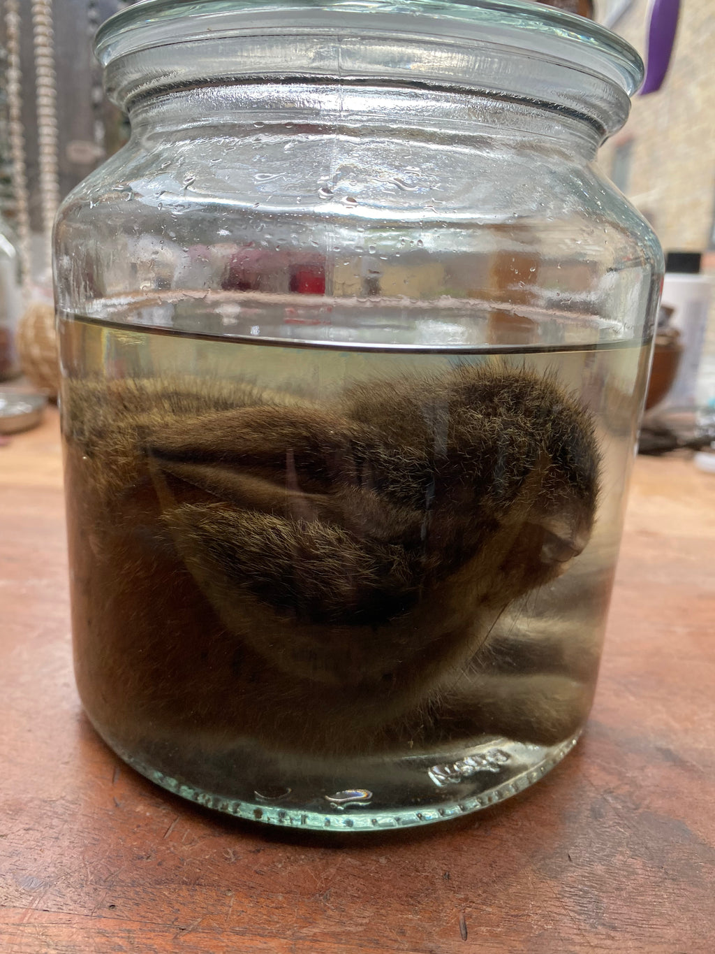 Rabbit Wet Specimen in Large Glass Jar