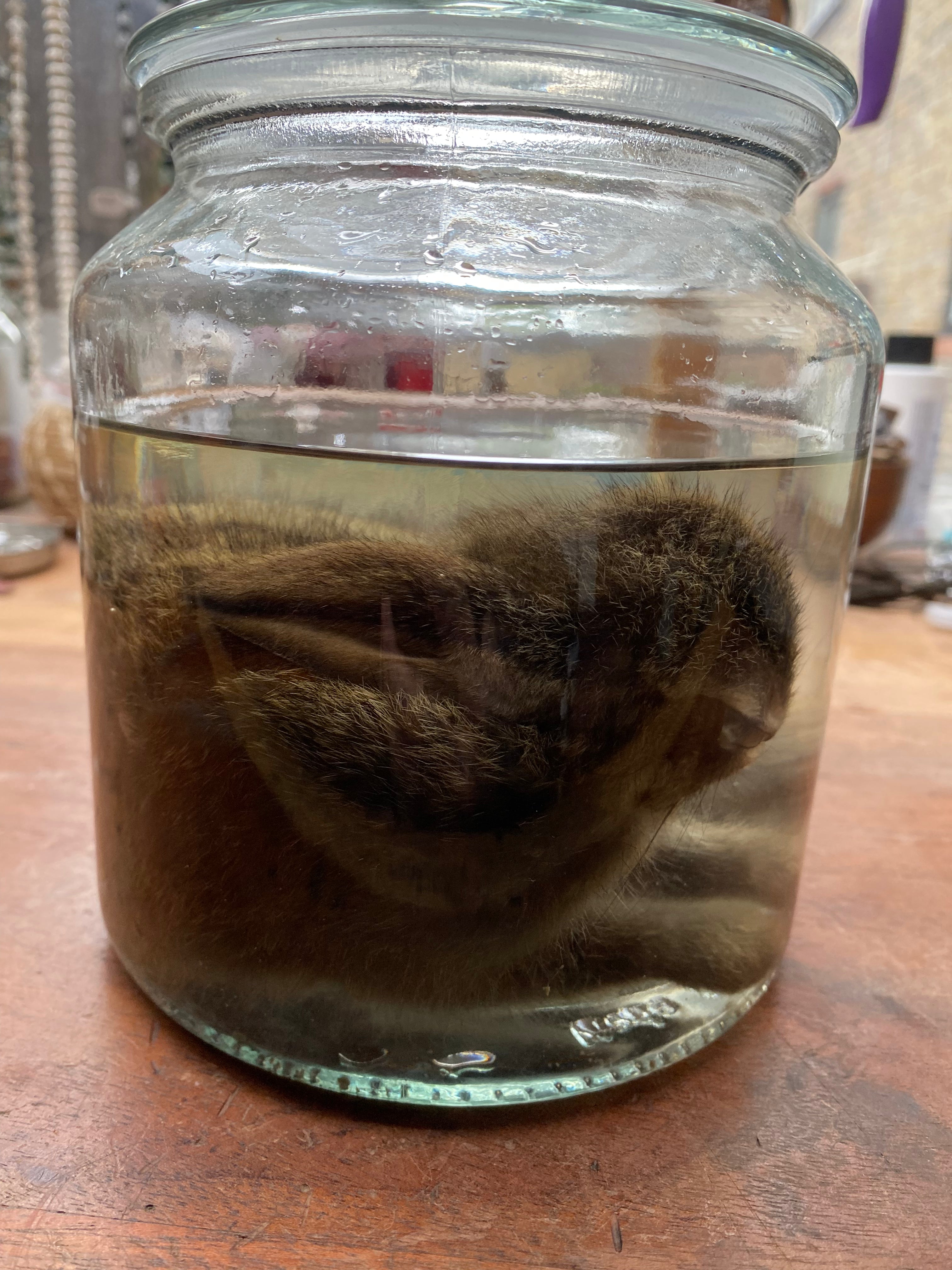 Rabbit Wet Specimen in Large Glass Jar