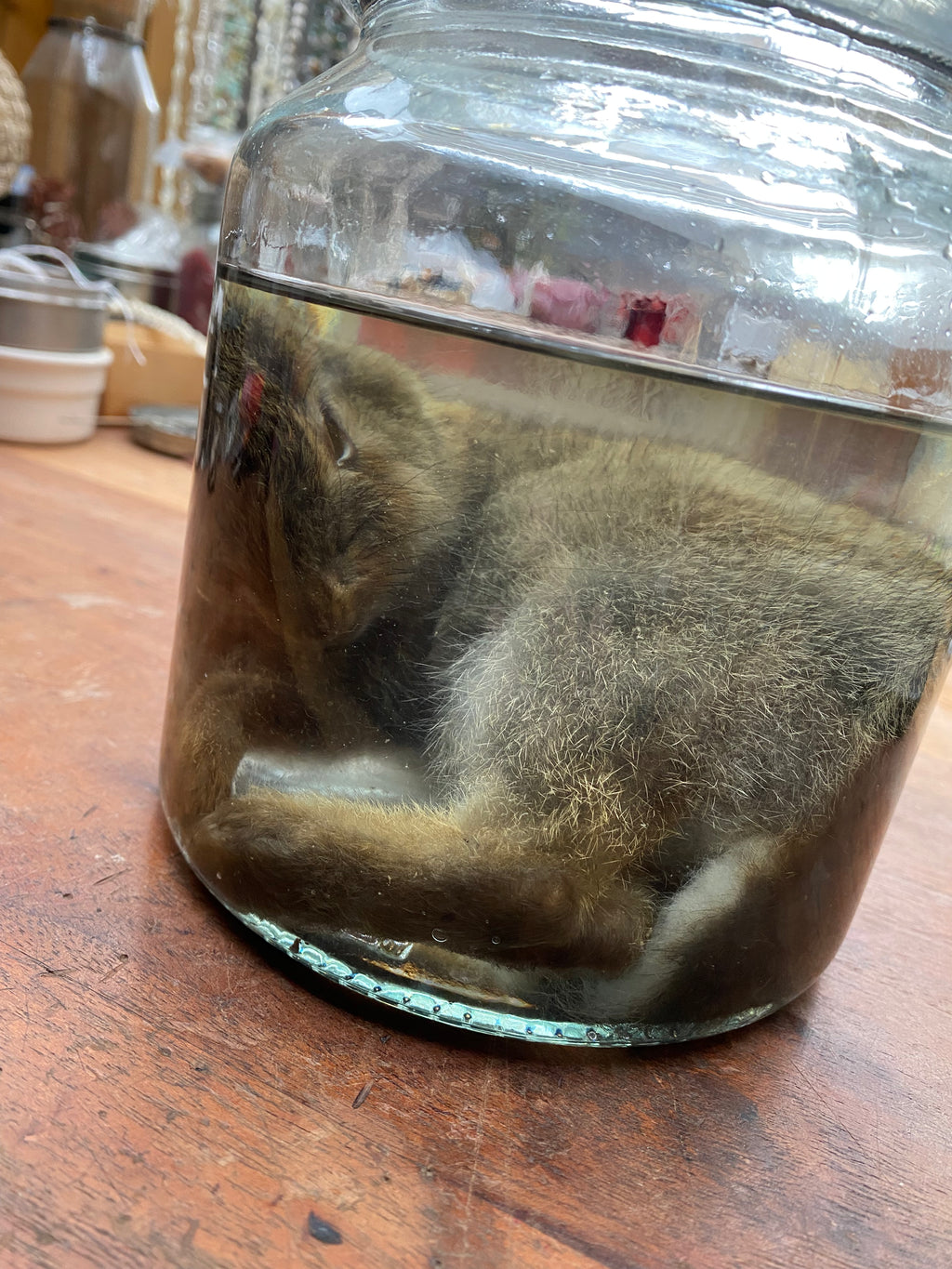 Rabbit Wet Specimen in Large Glass Jar