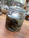Rabbit Wet Specimen in Large Glass Jar