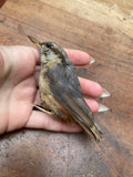 Vintage Nuthatch Bird Taxidermy