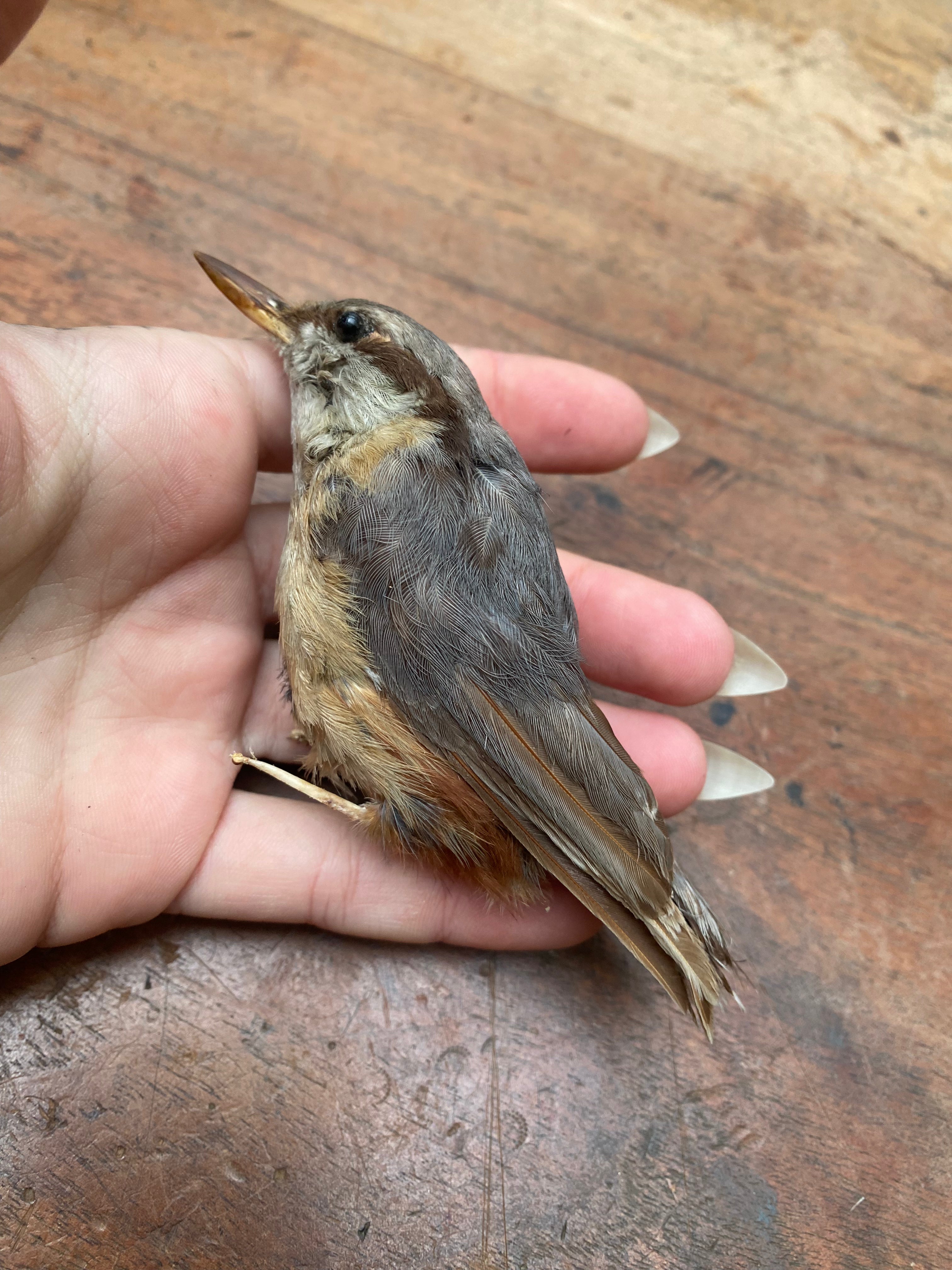 Vintage Nuthatch Bird Taxidermy