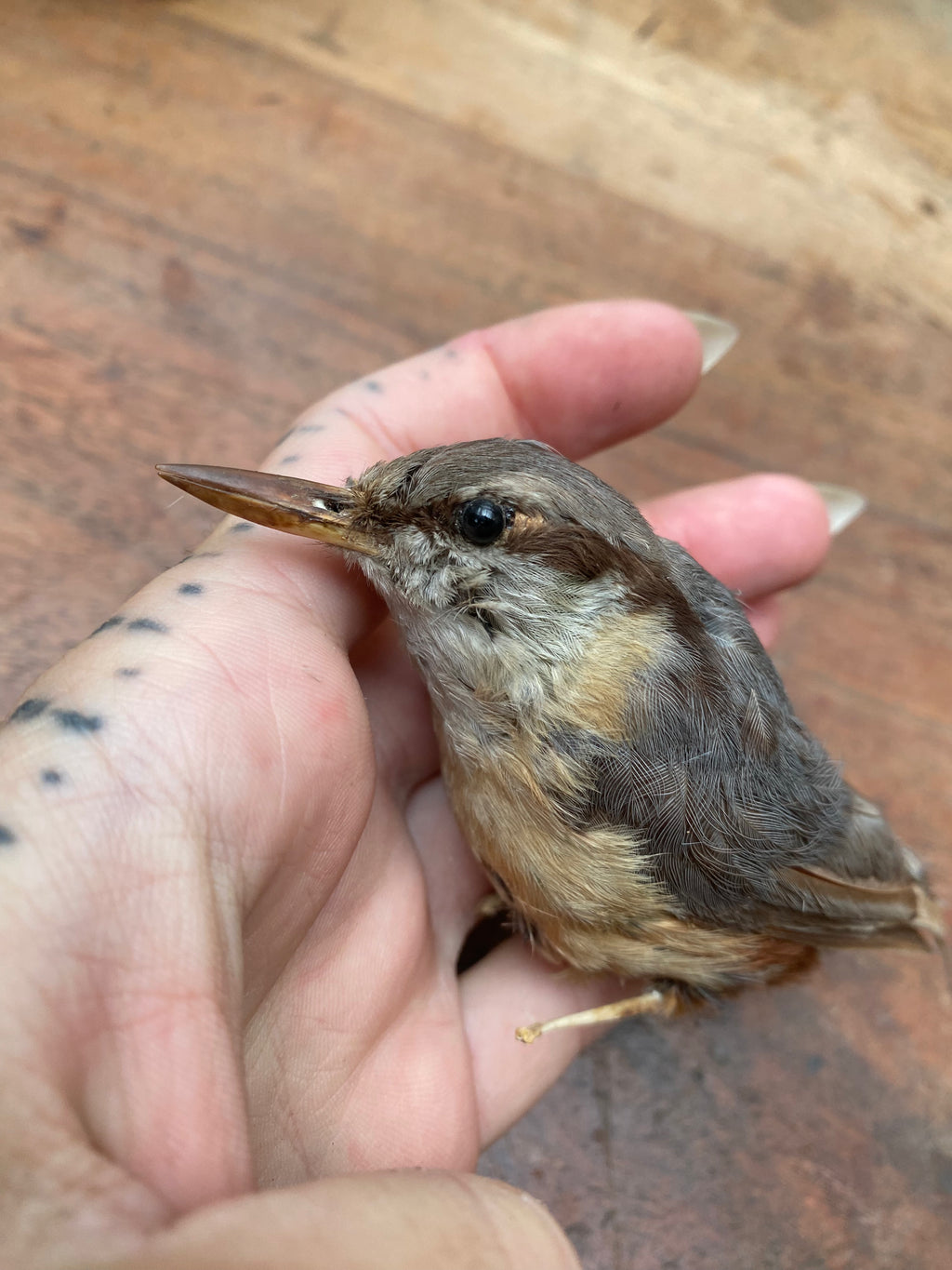 Vintage Nuthatch Bird Taxidermy
