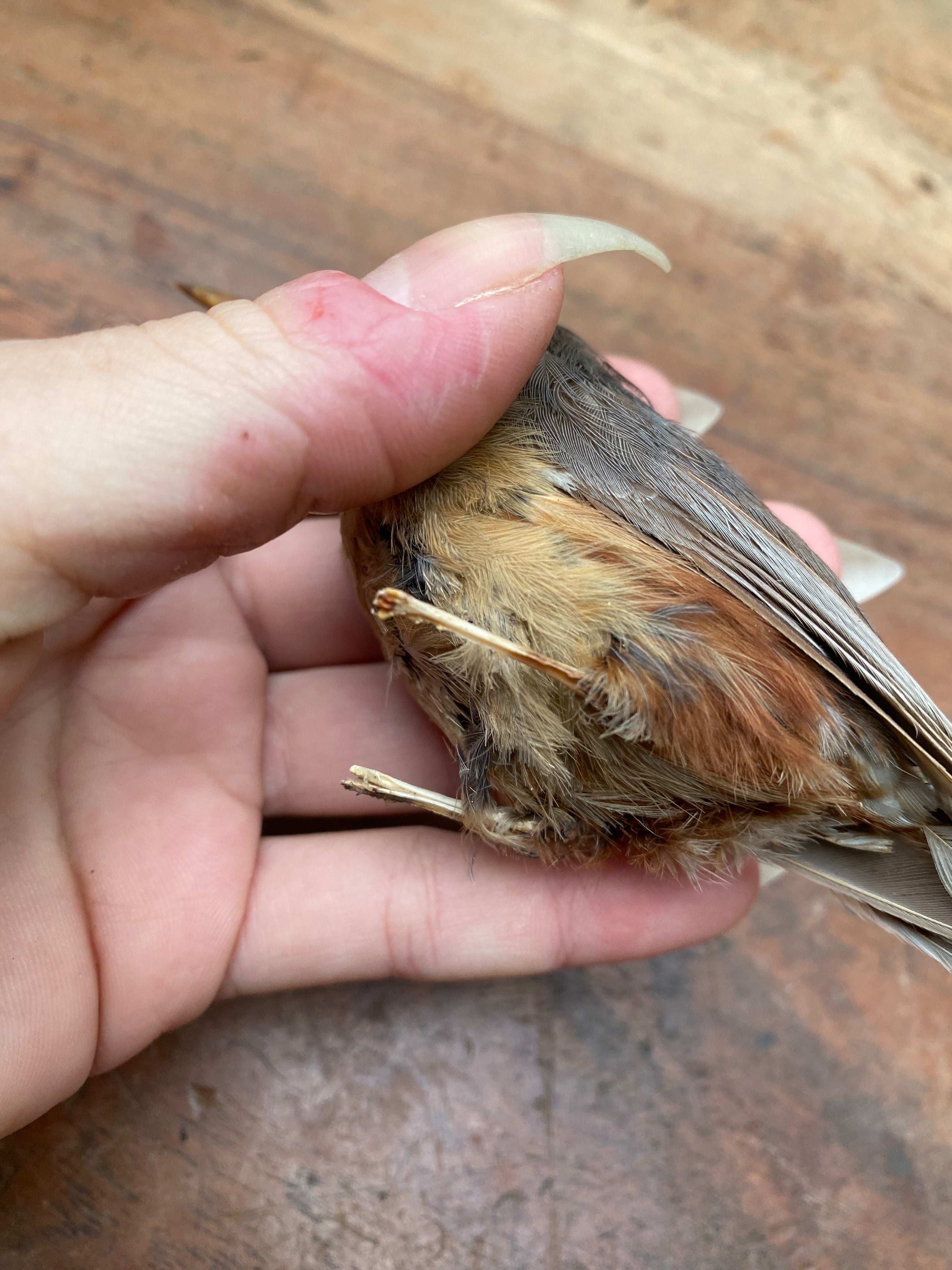 Vintage Nuthatch Bird Taxidermy