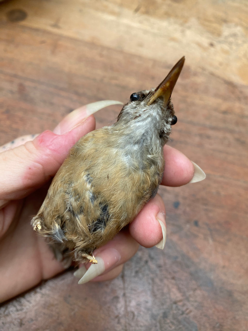 Vintage Nuthatch Bird Taxidermy