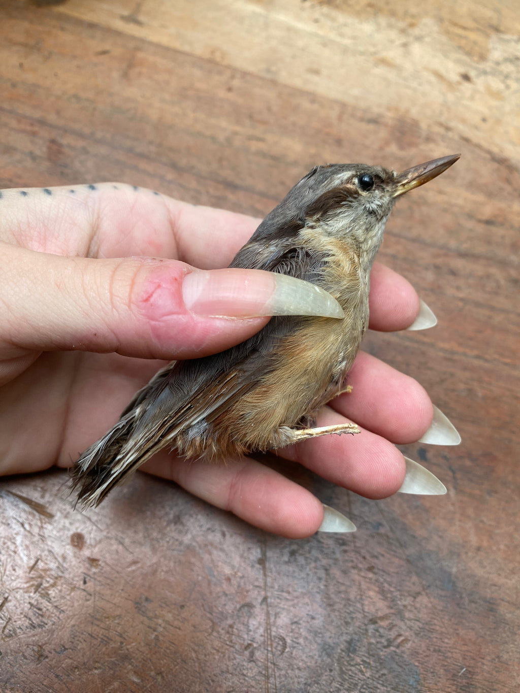 Vintage Nuthatch Bird Taxidermy