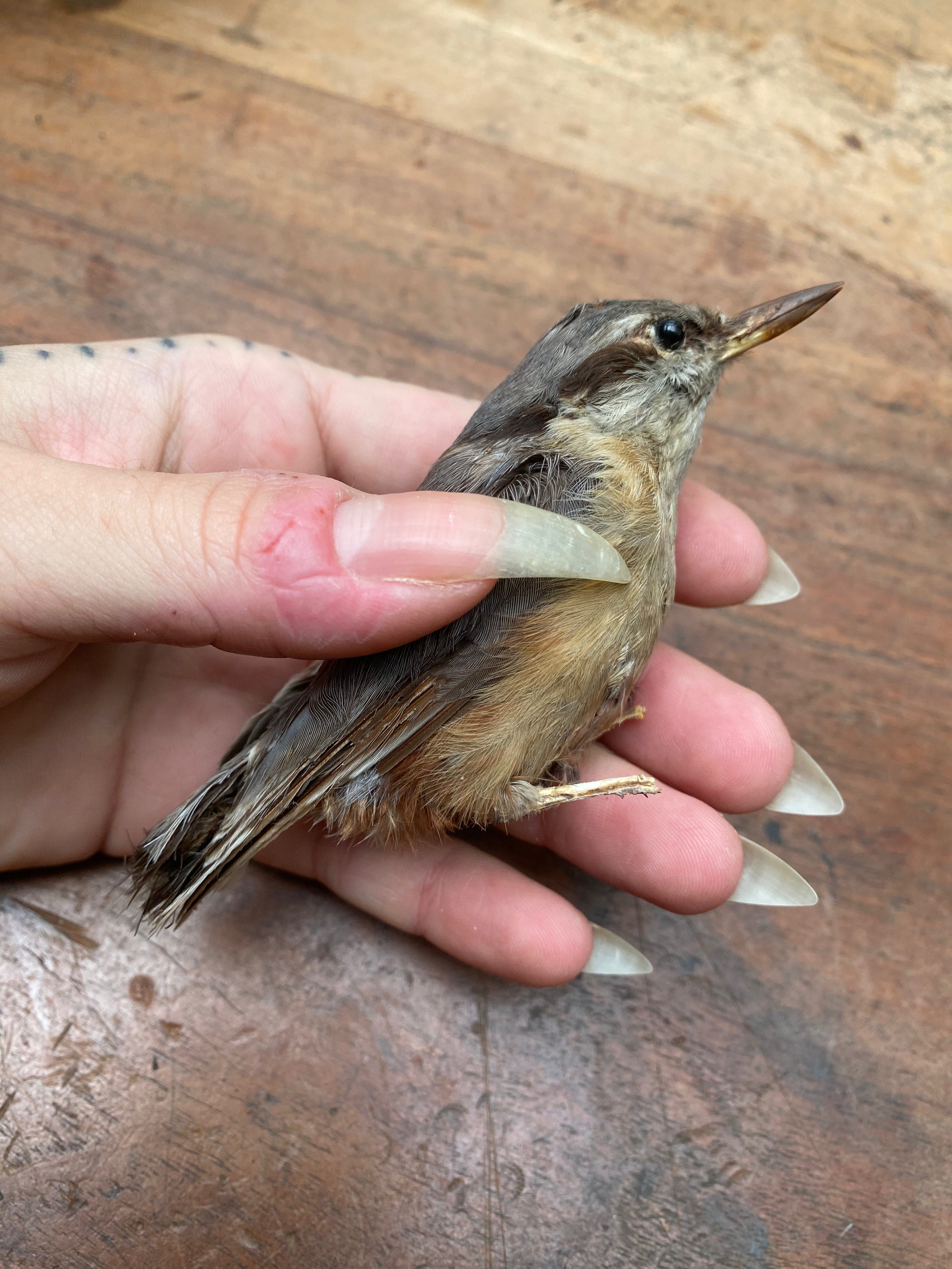 Vintage Nuthatch Bird Taxidermy