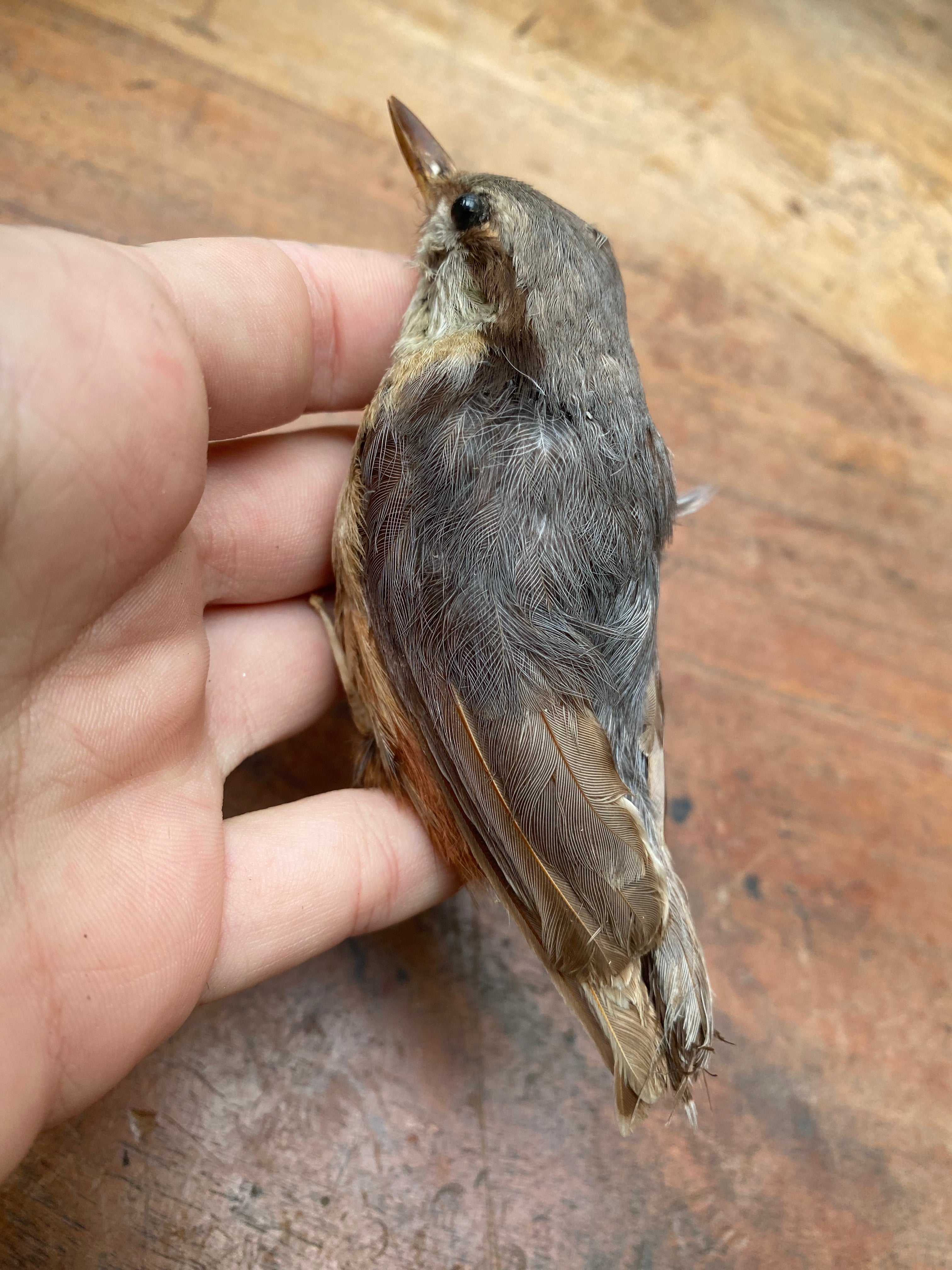 Vintage Nuthatch Bird Taxidermy
