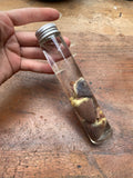 Three Crow Hearts in Tall Glass Jar Wet Specimen