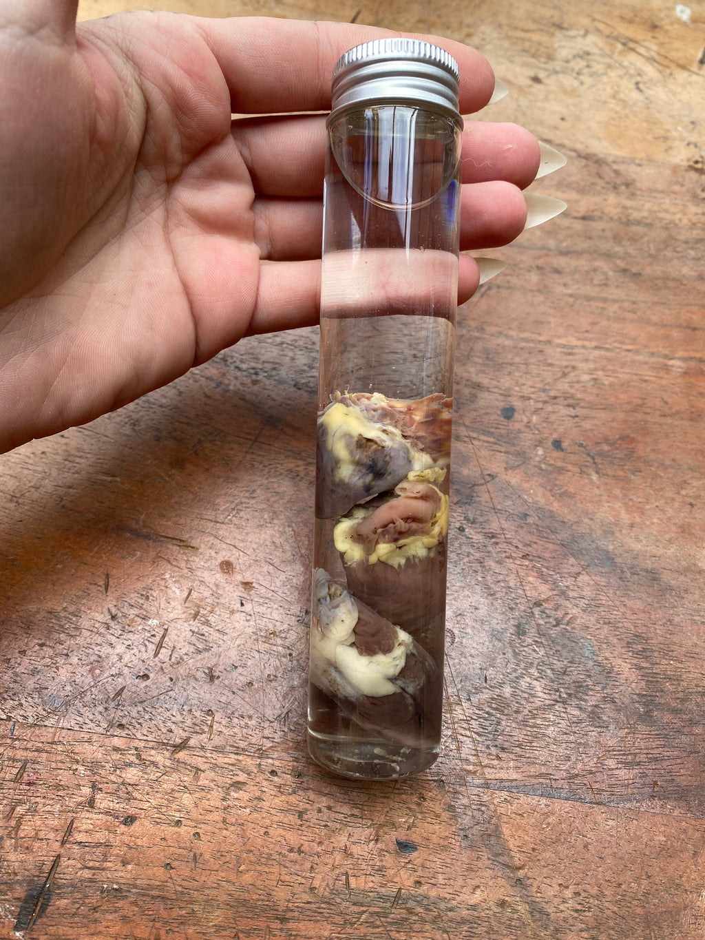 Three Crow Hearts in Tall Glass Jar Wet Specimen
