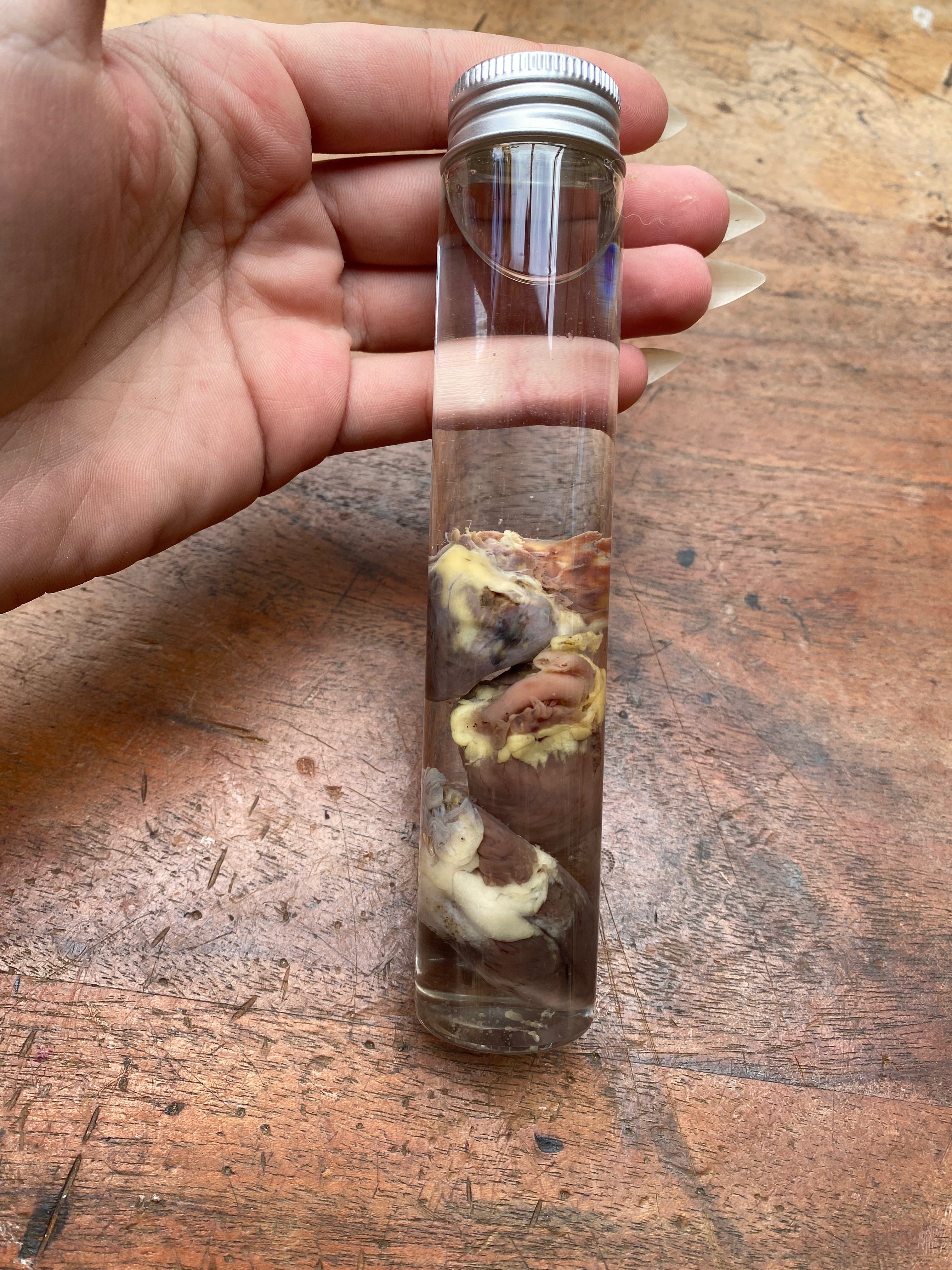 Three Crow Hearts in Tall Glass Jar Wet Specimen