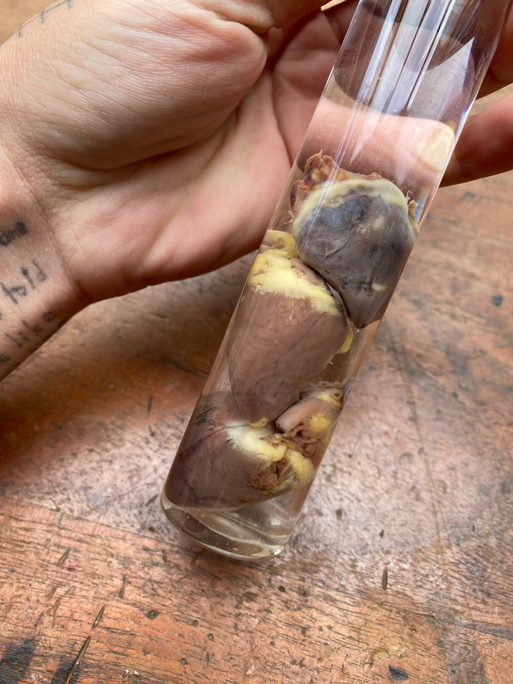 Three Crow Hearts in Tall Glass Jar Wet Specimen