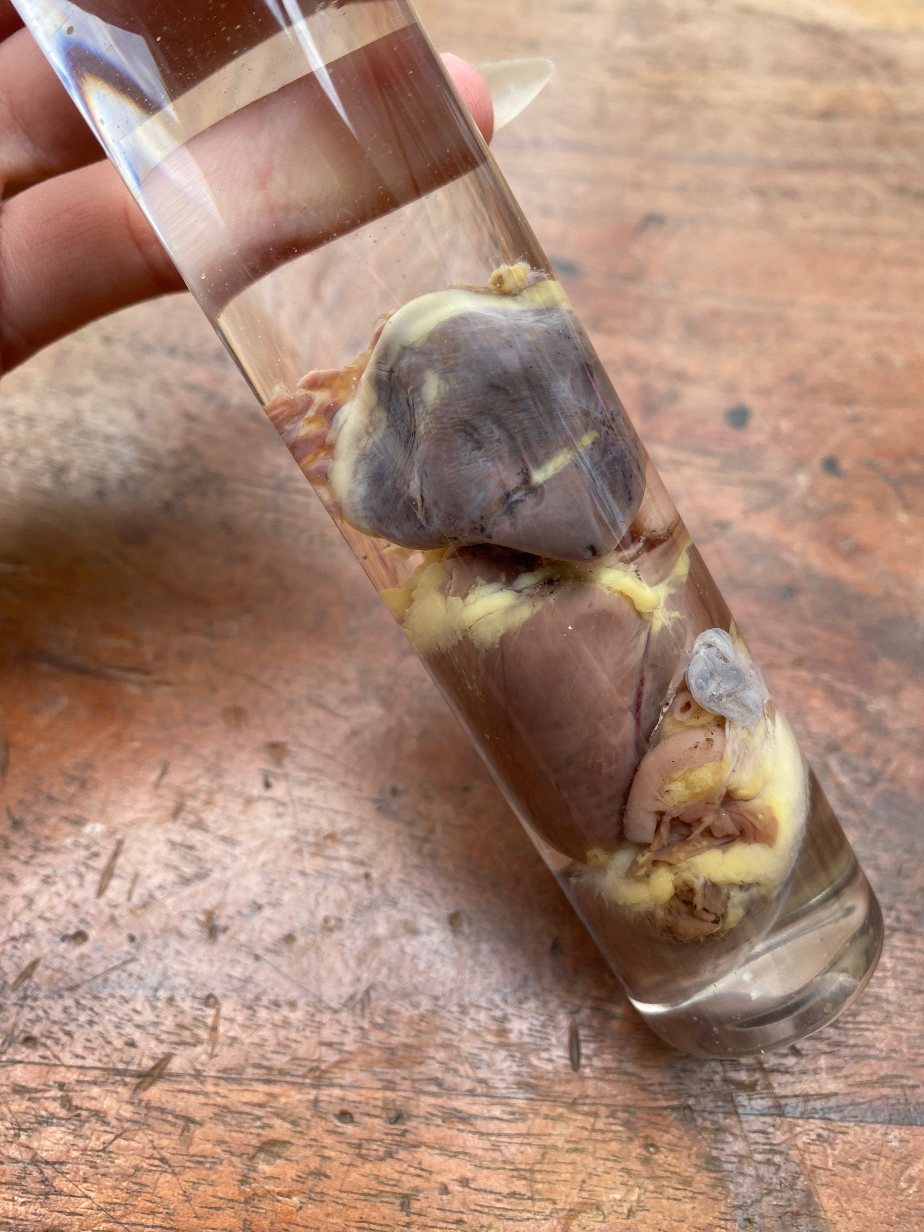 Three Crow Hearts in Tall Glass Jar Wet Specimen