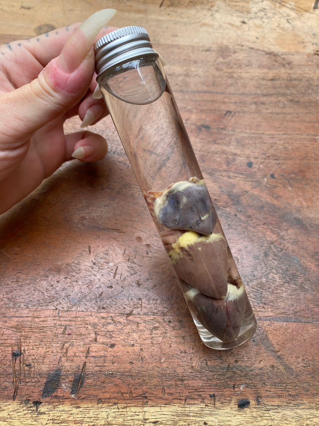 Three Crow Hearts in Tall Glass Jar Wet Specimen