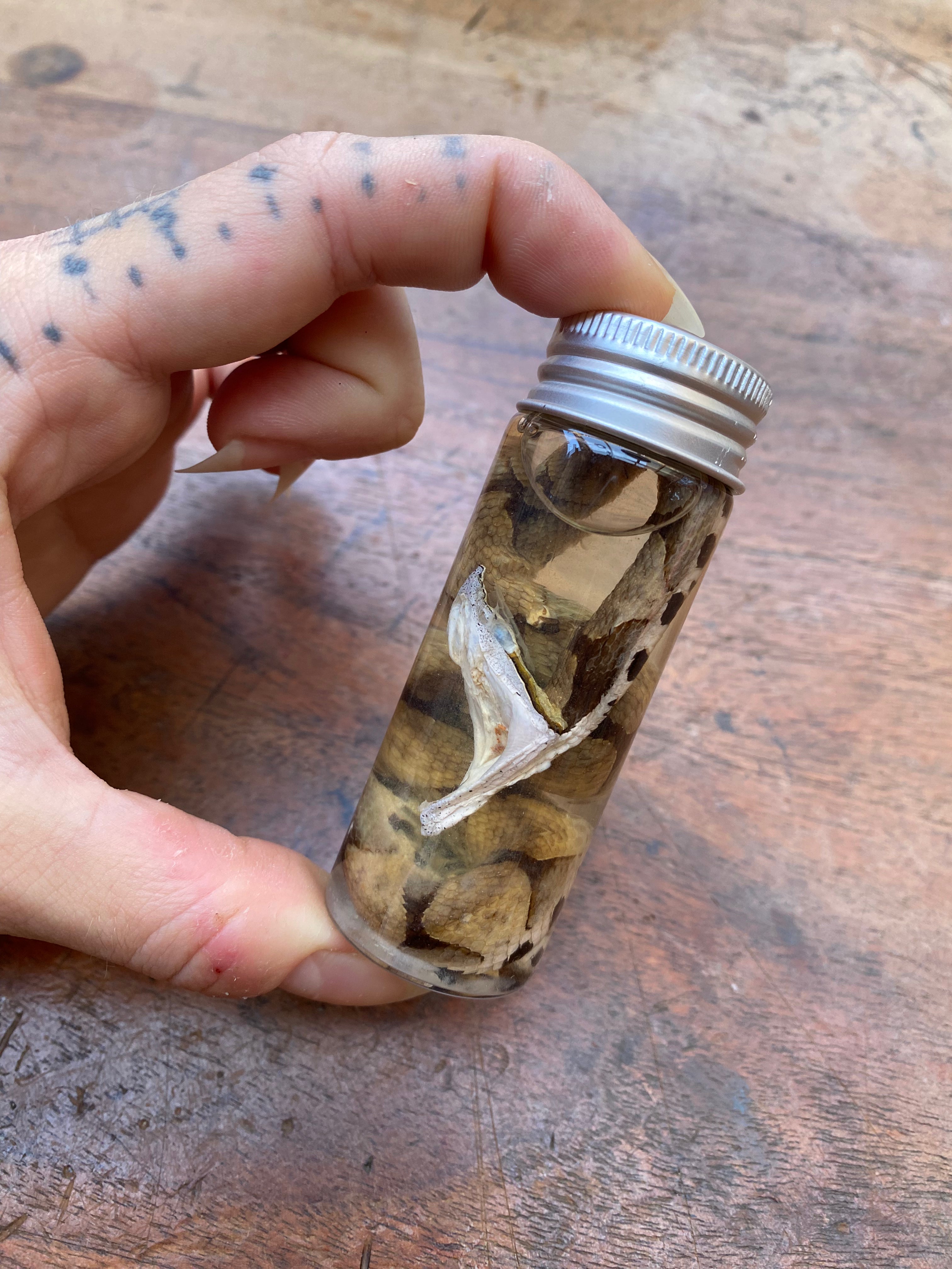 Nose-Horned Viper Snake Wet Specimen