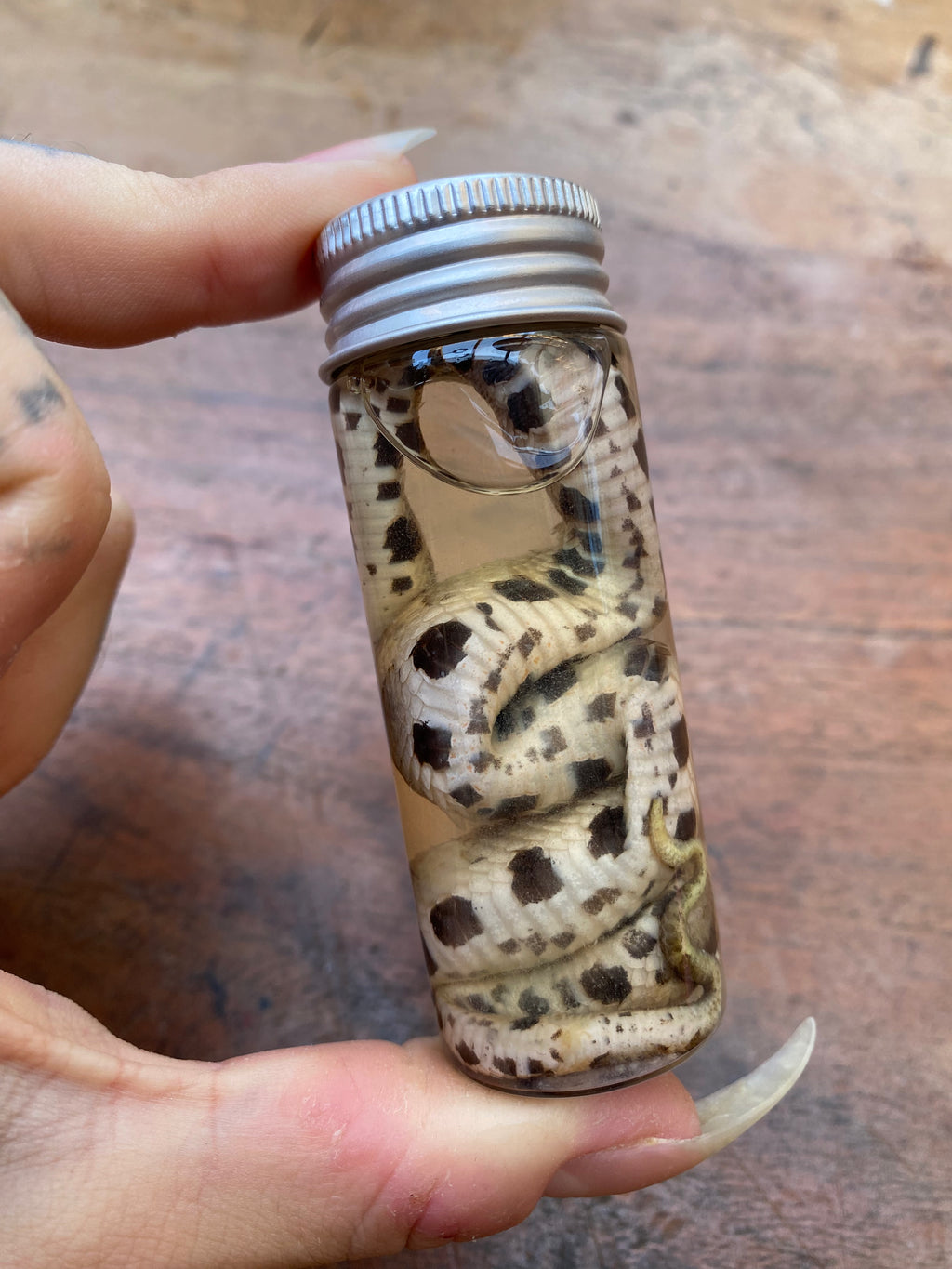 Nose-Horned Viper Snake Wet Specimen
