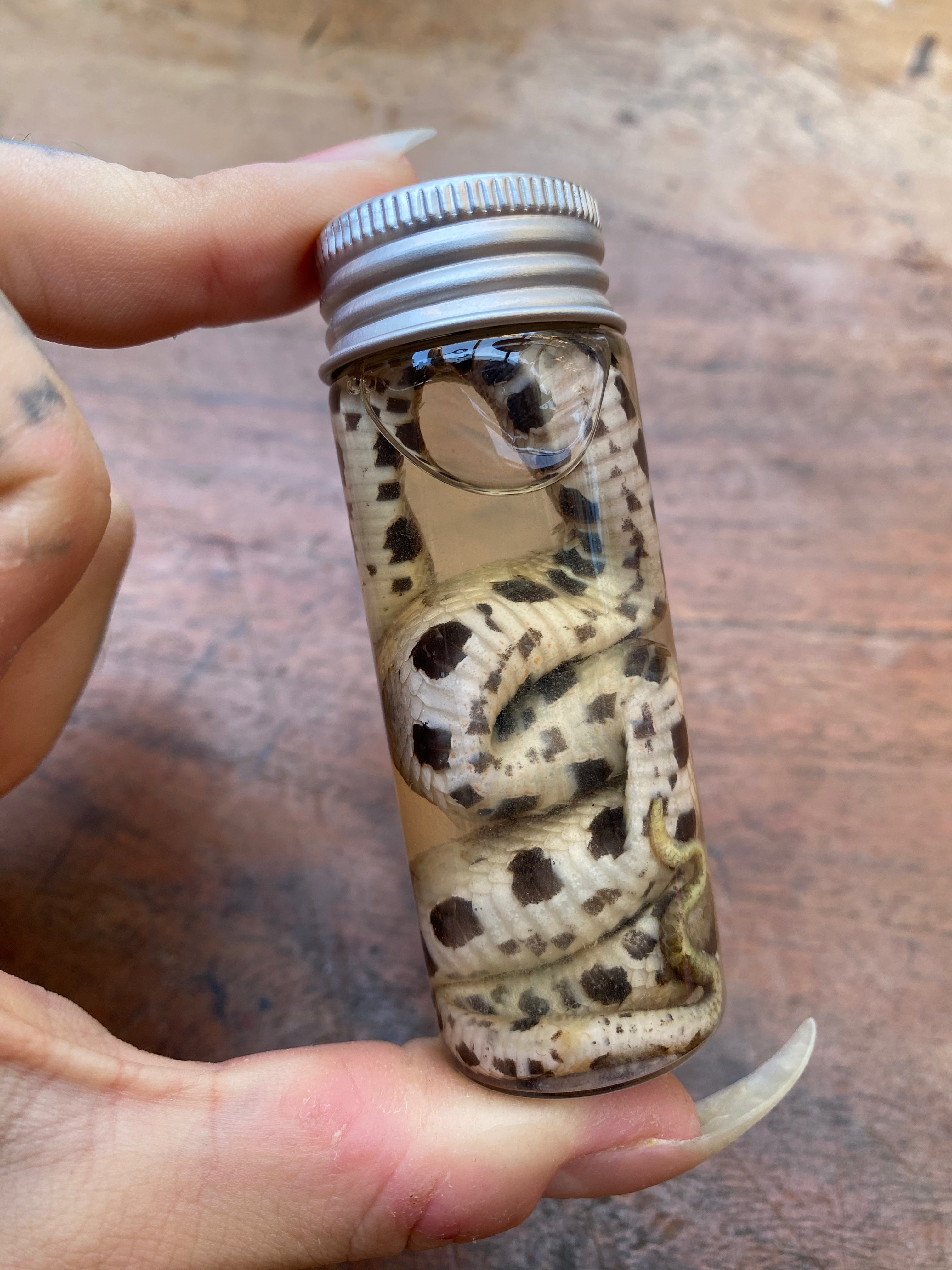 Nose-Horned Viper Snake Wet Specimen