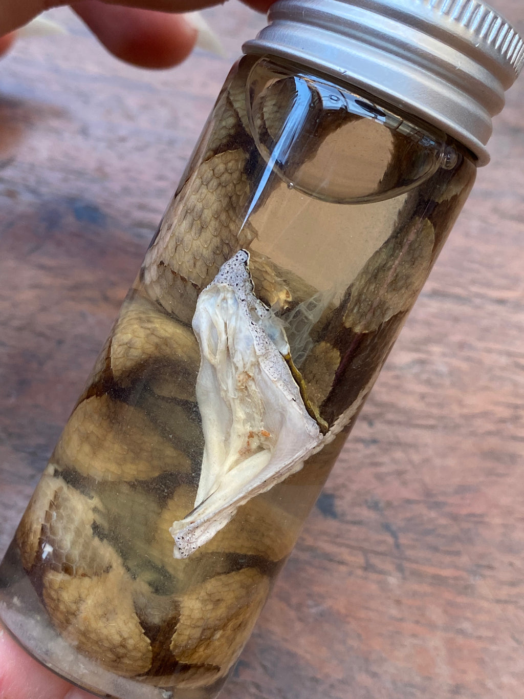 Nose-Horned Viper Snake Wet Specimen